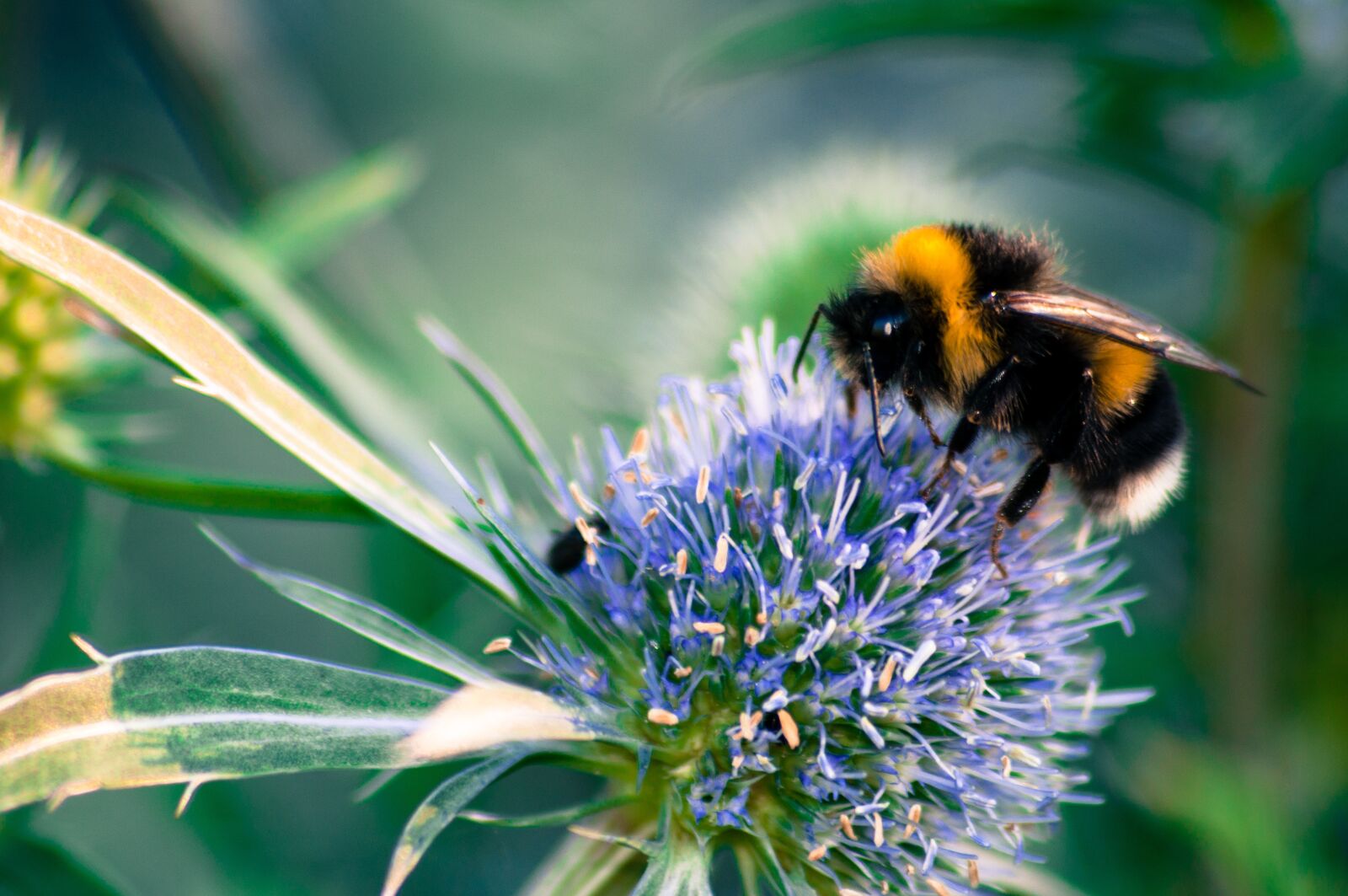 Nikon D5000 sample photo. Macro, hummel, blossom photography