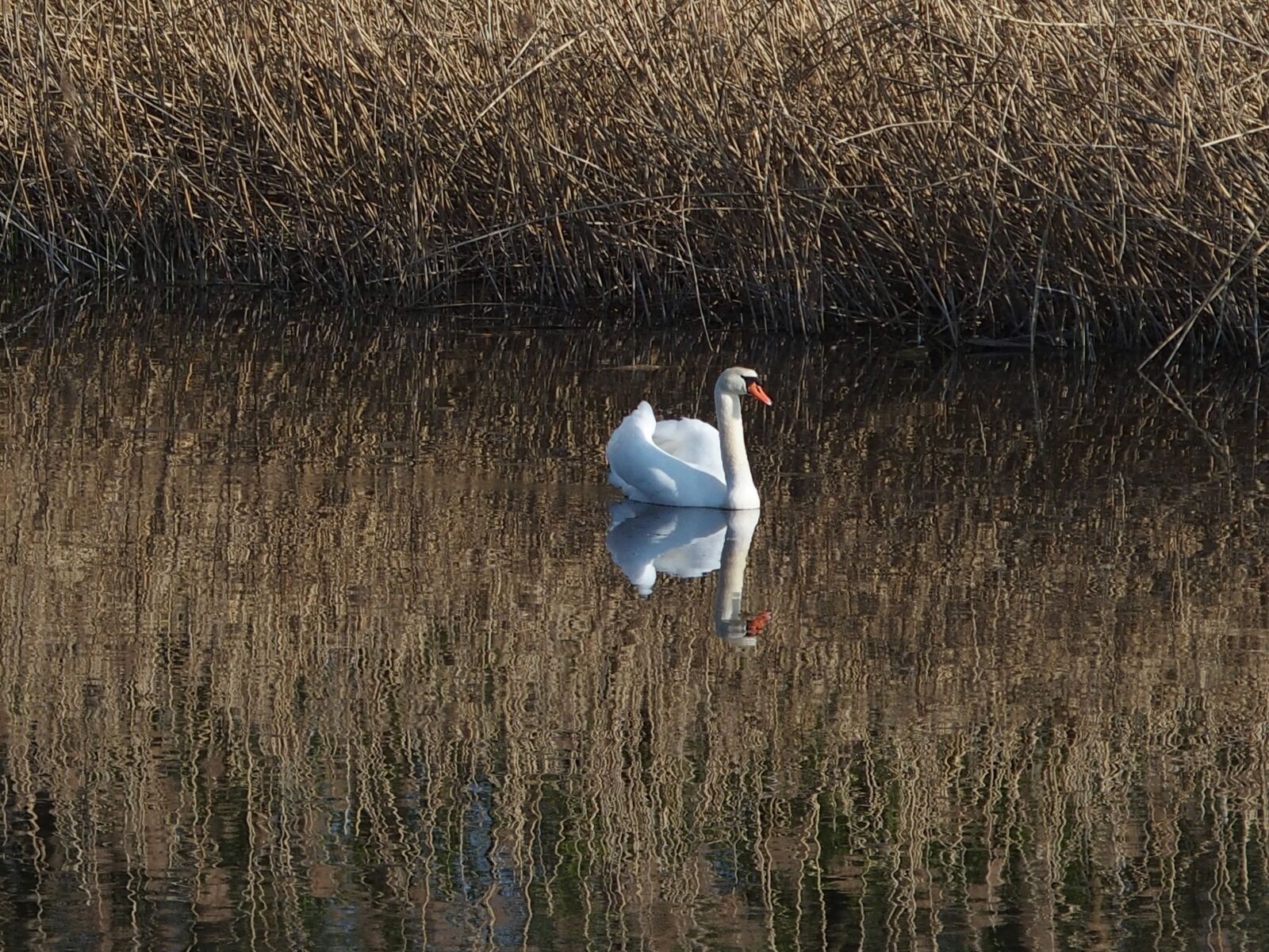 Olympus STYLUS1,1s sample photo. Swan, water bird, lake photography