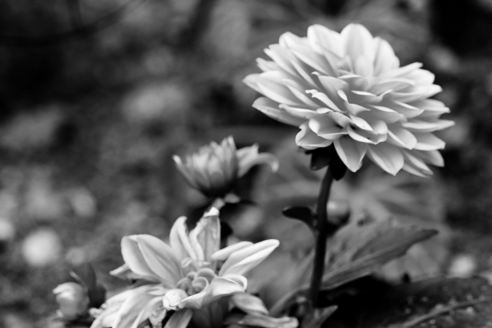 Canon EOS 7D Mark II sample photo. Flowers, garden, summer photography