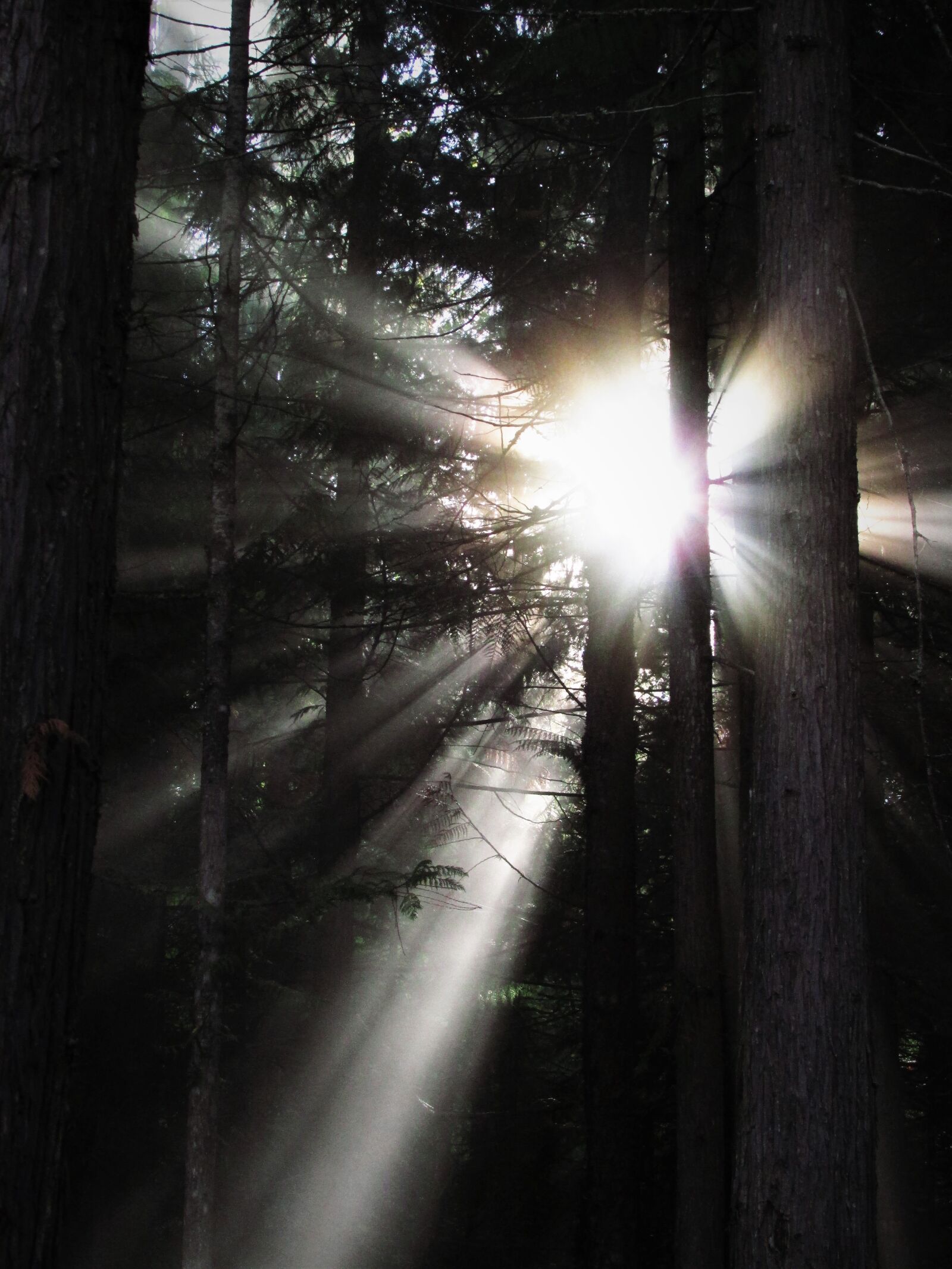 Canon PowerShot SX500 IS sample photo. Rays of light, rays photography