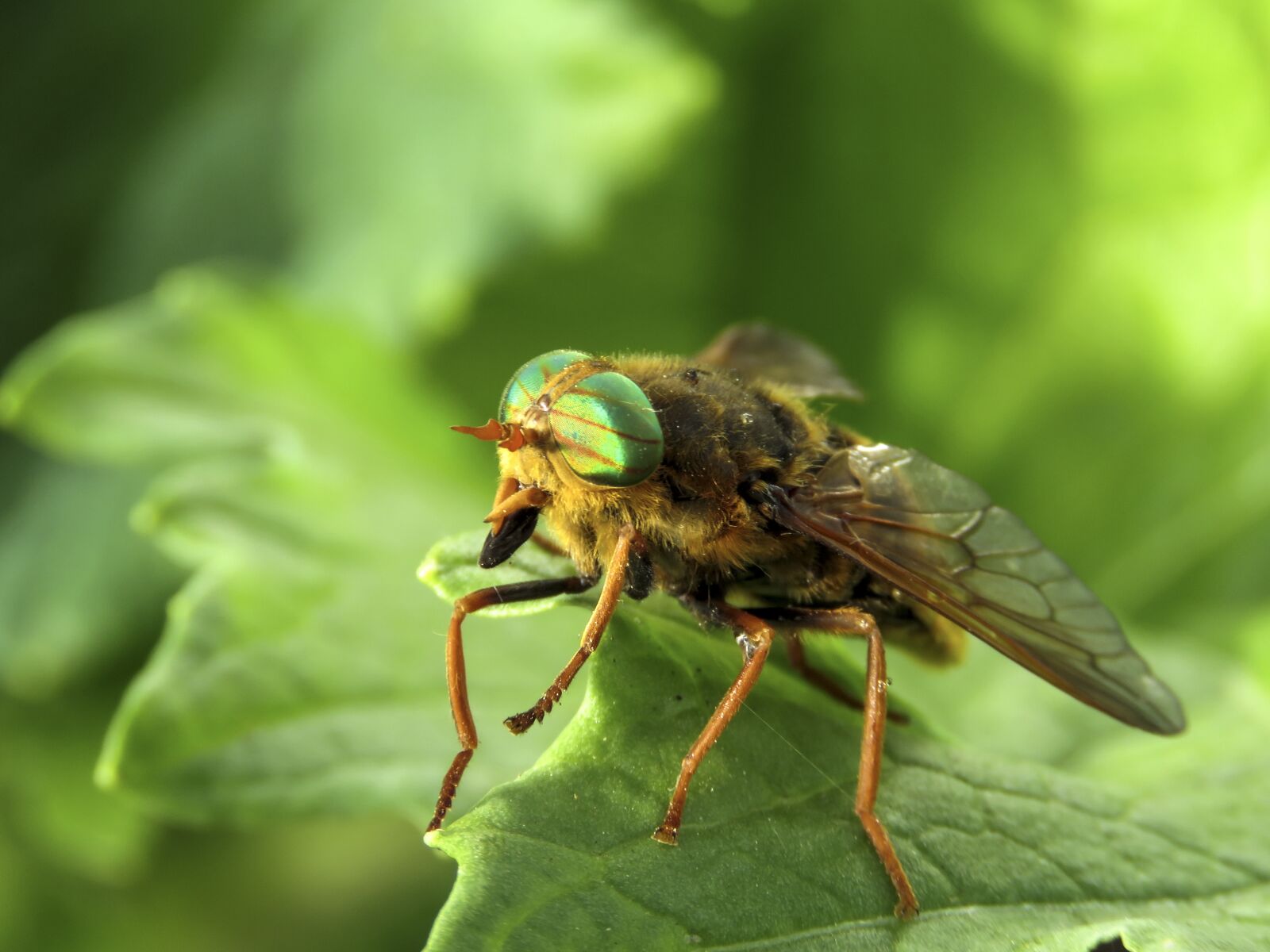 Canon PowerShot SX60 HS sample photo. Horsefly, insect, tabanidae photography
