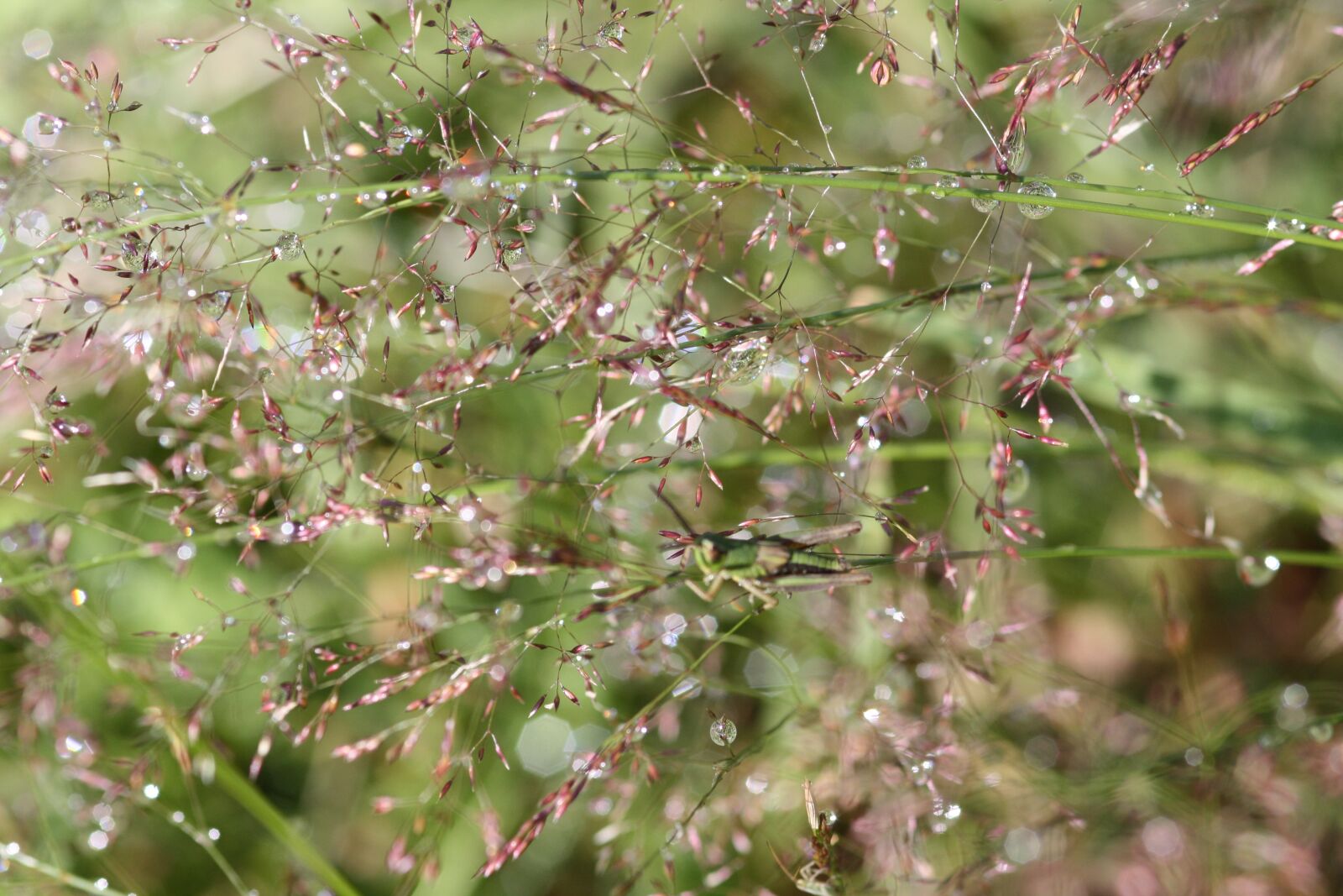 Canon EOS 1000D (EOS Digital Rebel XS / EOS Kiss F) sample photo. Dew, rain, raindrop photography