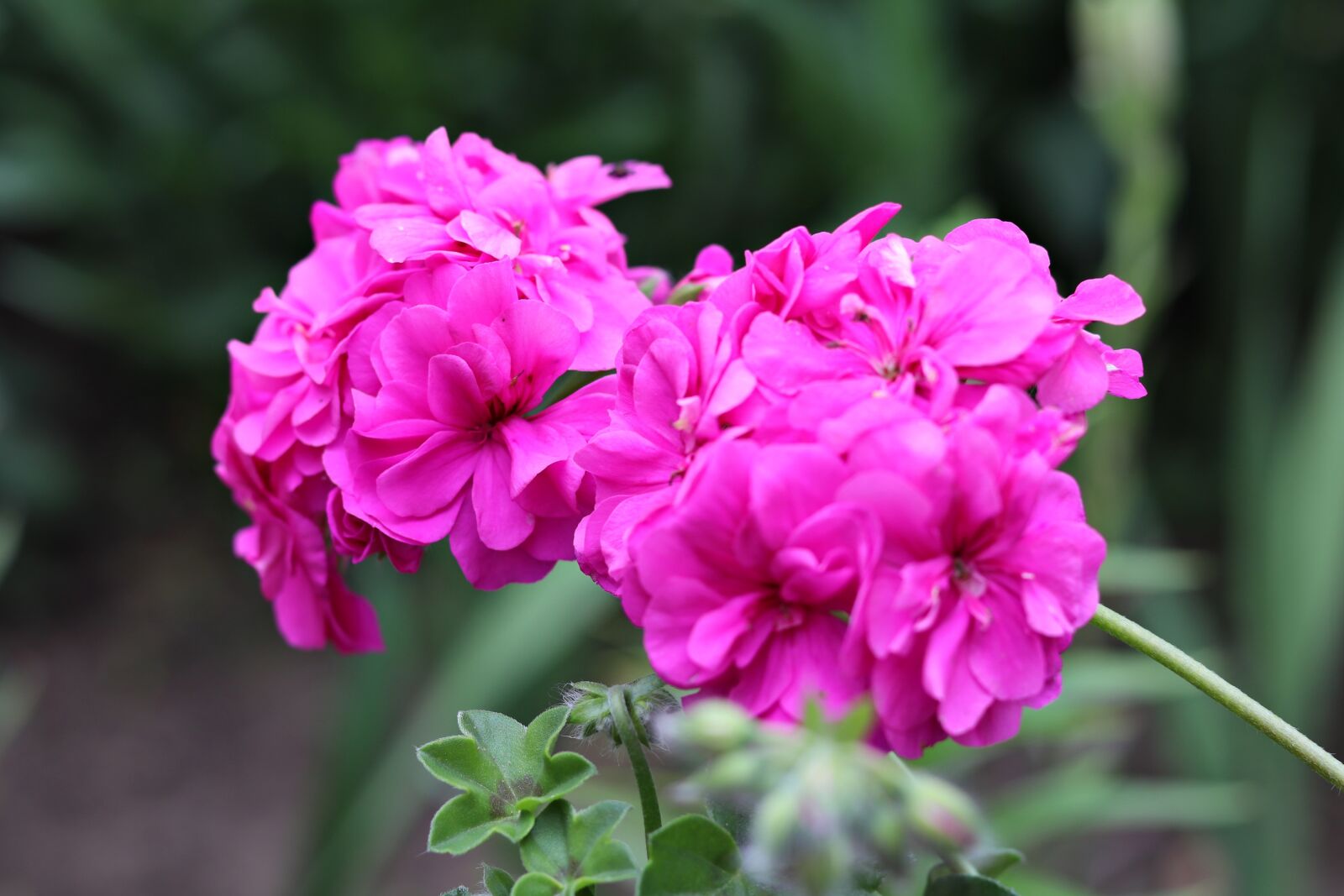 Canon EOS 80D + Canon EF 50mm F1.8 STM sample photo. Geranium, flower, petals photography