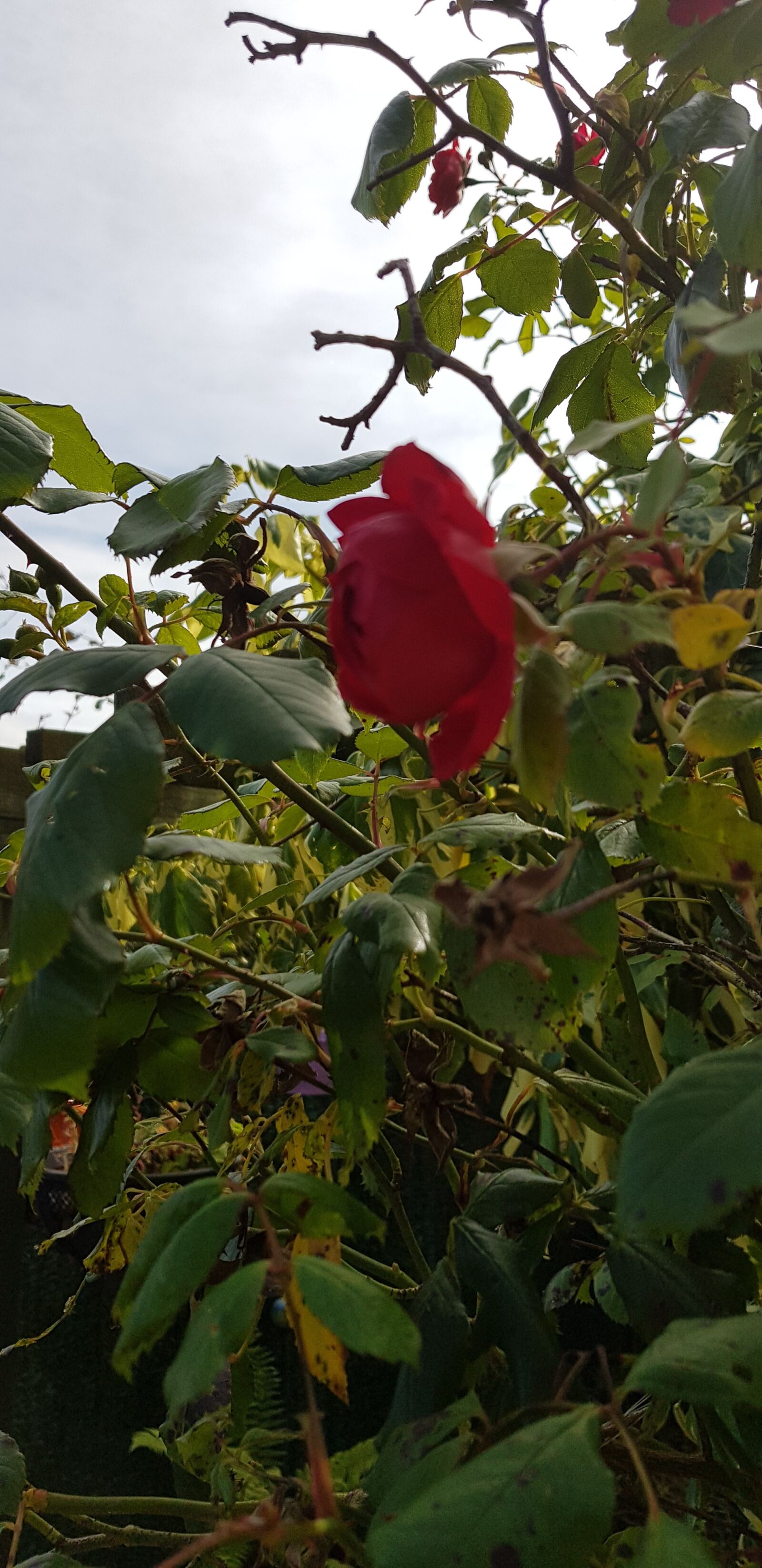 Samsung Galaxy S8 sample photo. Red, rose, summer photography