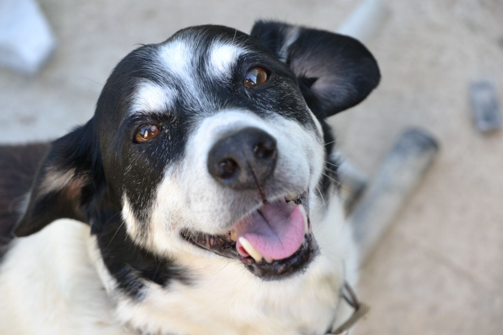 Nikon D3100 sample photo. Dog, black and white photography