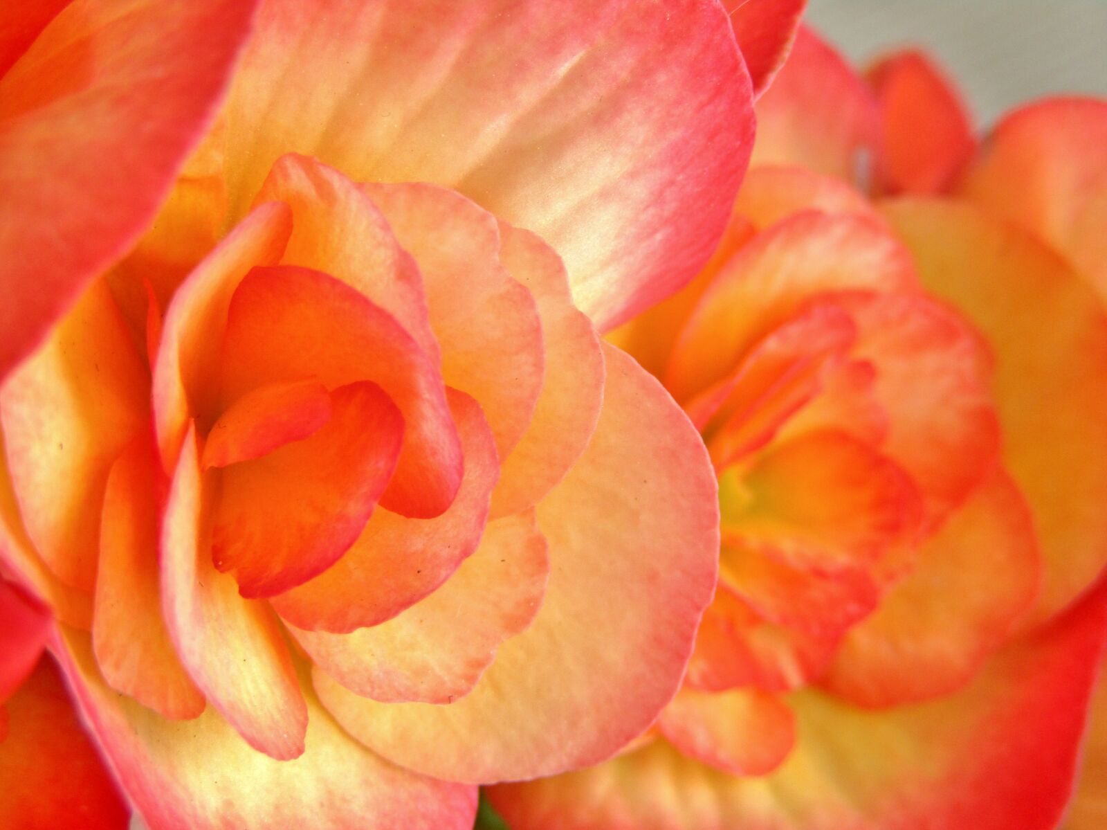 Canon POWERSHOT SX432 IS sample photo. Begonias, flowers, blumenstock photography