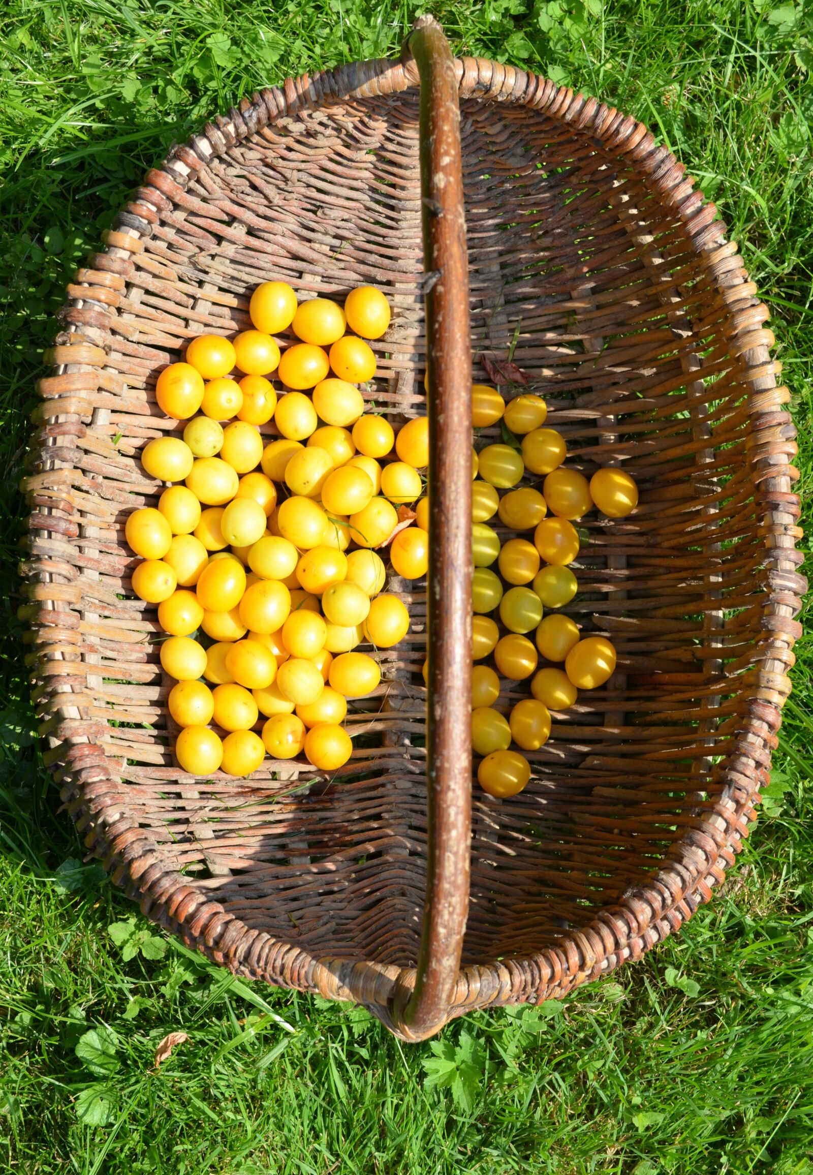 Nikon D5100 sample photo. Mirabelka, plum, damson photography