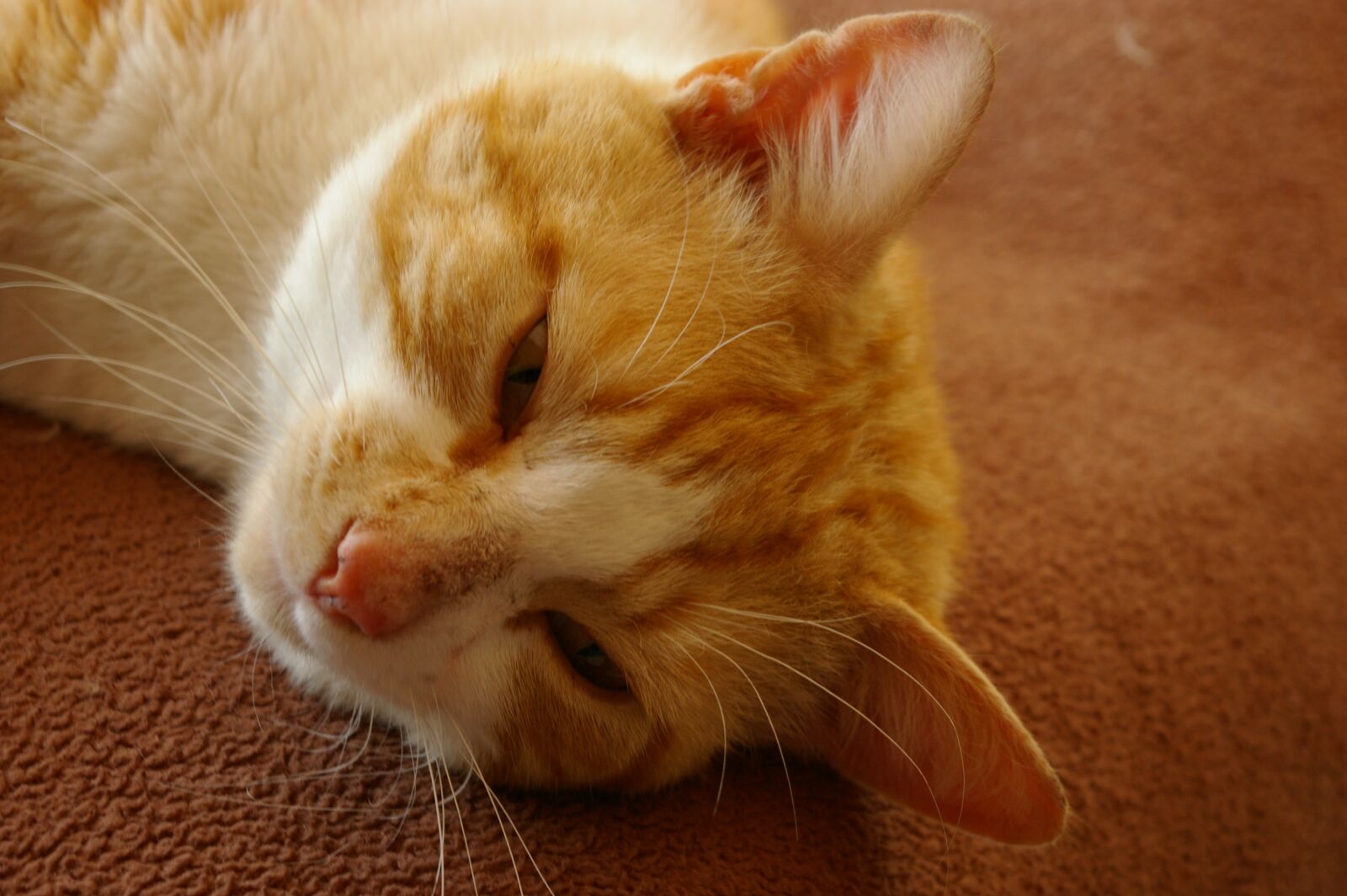 Pentax K100D sample photo. Ginger cat, lazy, cat photography