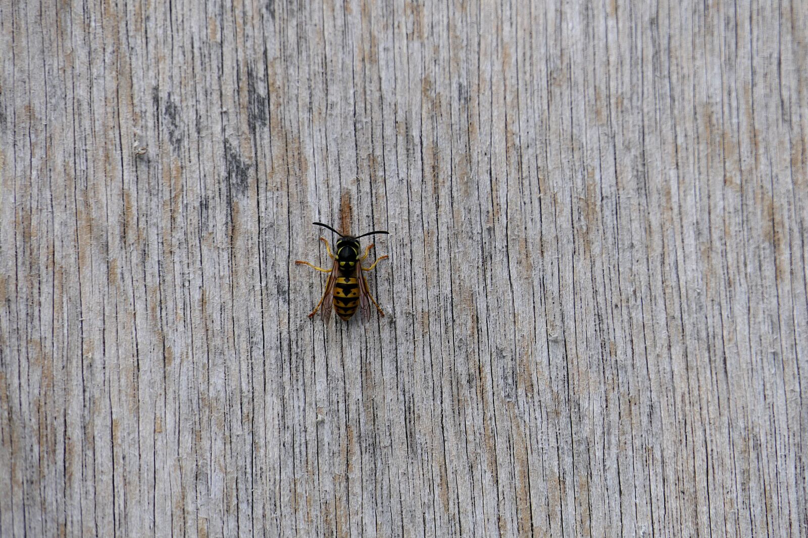 Panasonic Lumix DMC-FZ2500 (Lumix DMC-FZ2000) sample photo. Wasp, bug, wings photography