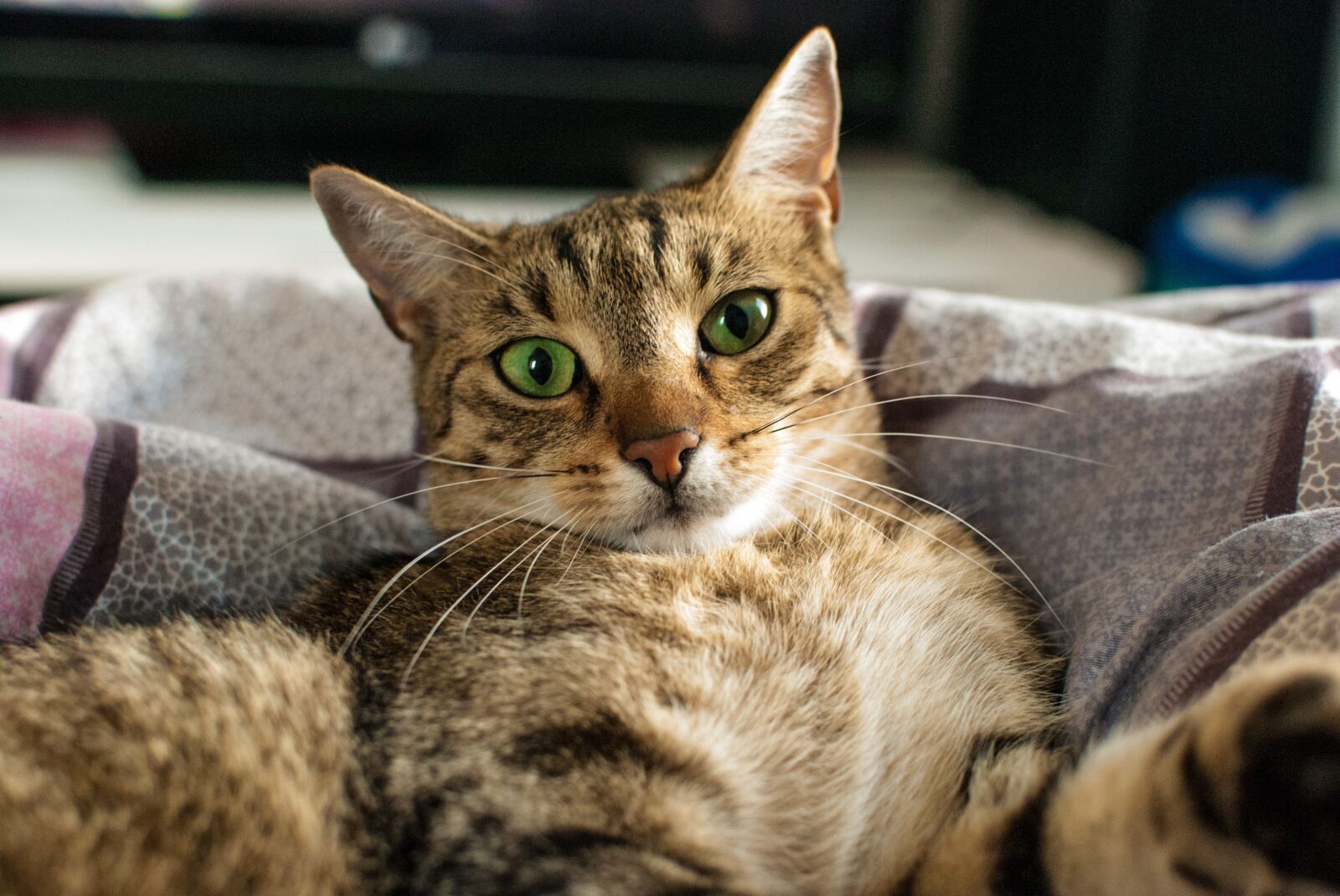 Nikon D60 sample photo. Cat, dachowiec, dream photography