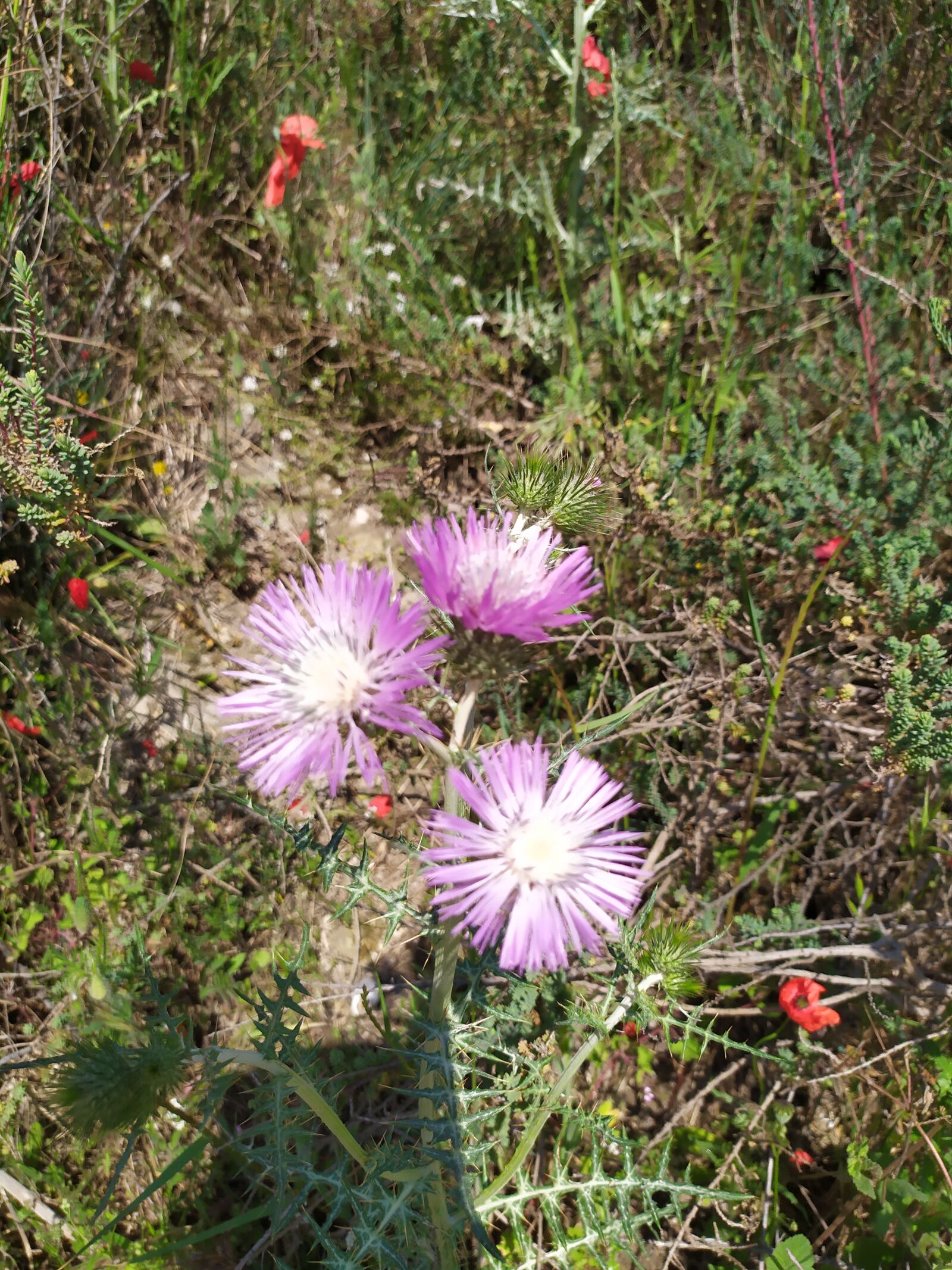 Xiaomi Redmi Note 7 sample photo. Thistle, in the midst photography