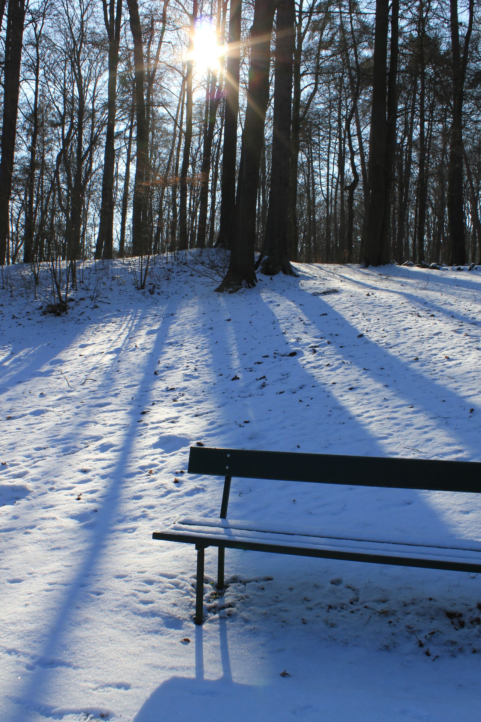 Canon EOS 550D (EOS Rebel T2i / EOS Kiss X4) sample photo. Winter sun, sun, winter photography
