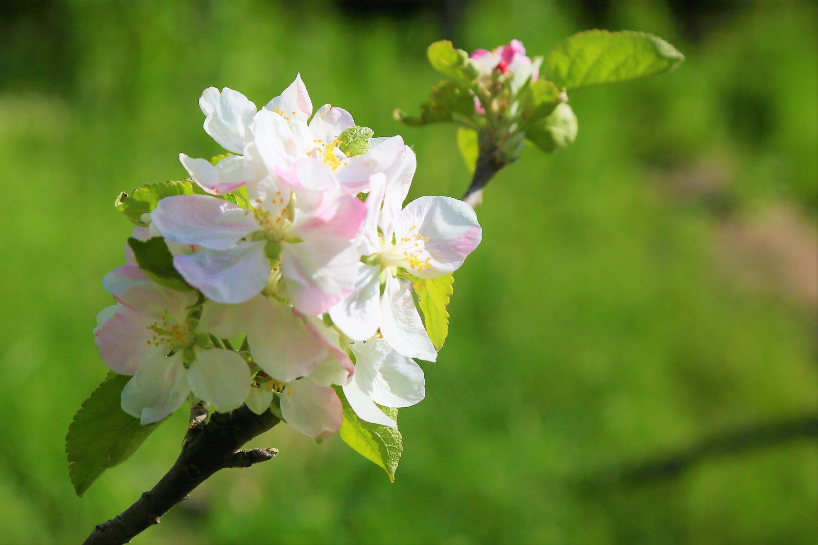 Canon EF 24-105mm F4L IS USM sample photo. Flowers, spring, apple photography