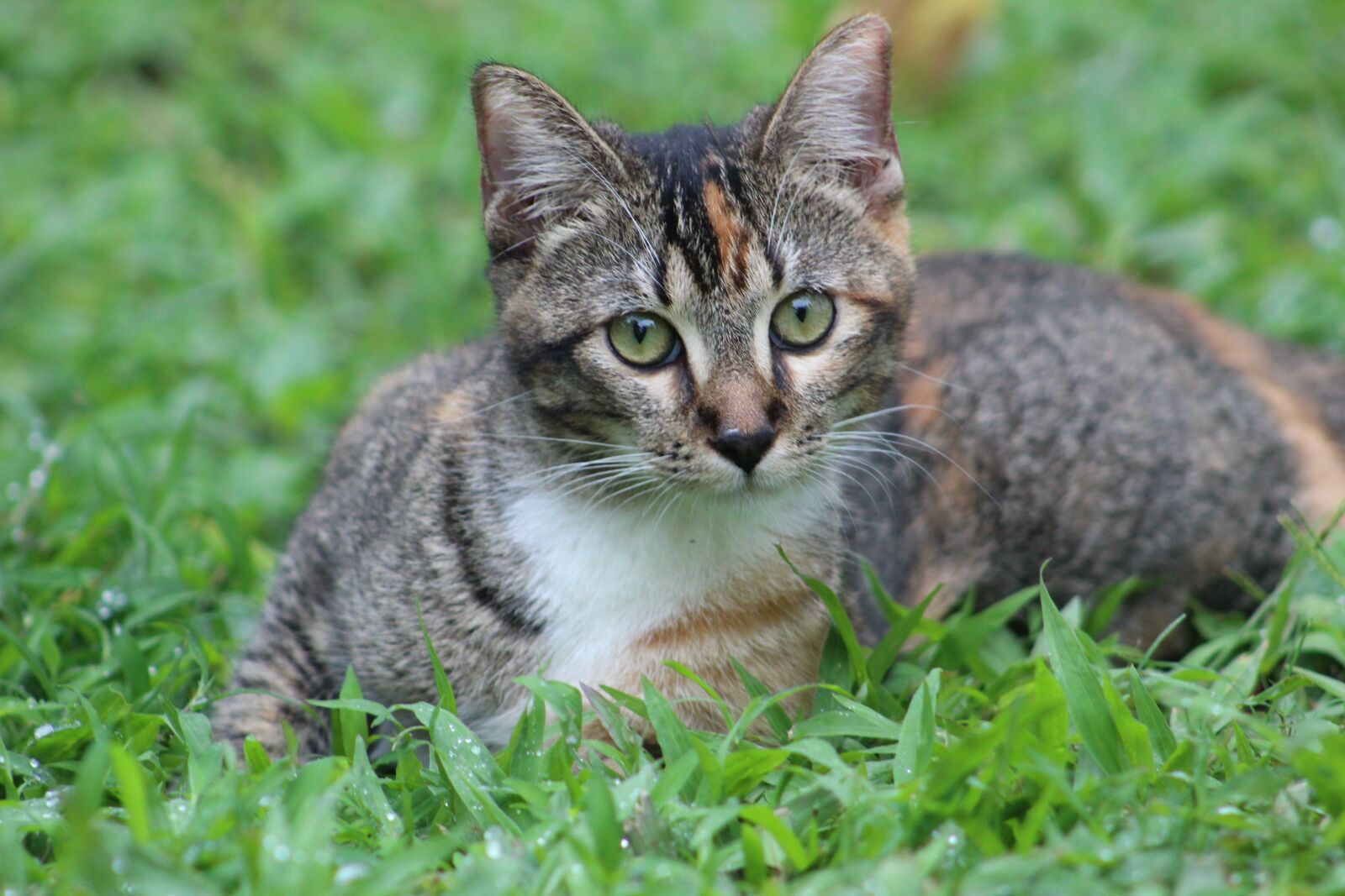 Canon EOS 1300D (EOS Rebel T6 / EOS Kiss X80) sample photo. Kitten, hairy, portrait photography