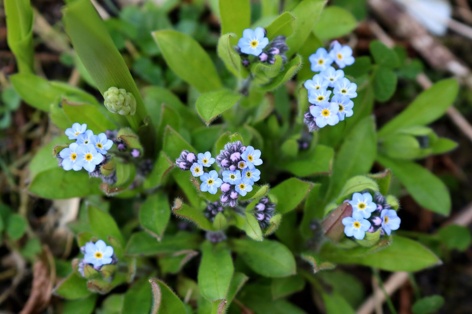 Canon EOS 750D (EOS Rebel T6i / EOS Kiss X8i) sample photo. Nature, leaf, flower photography