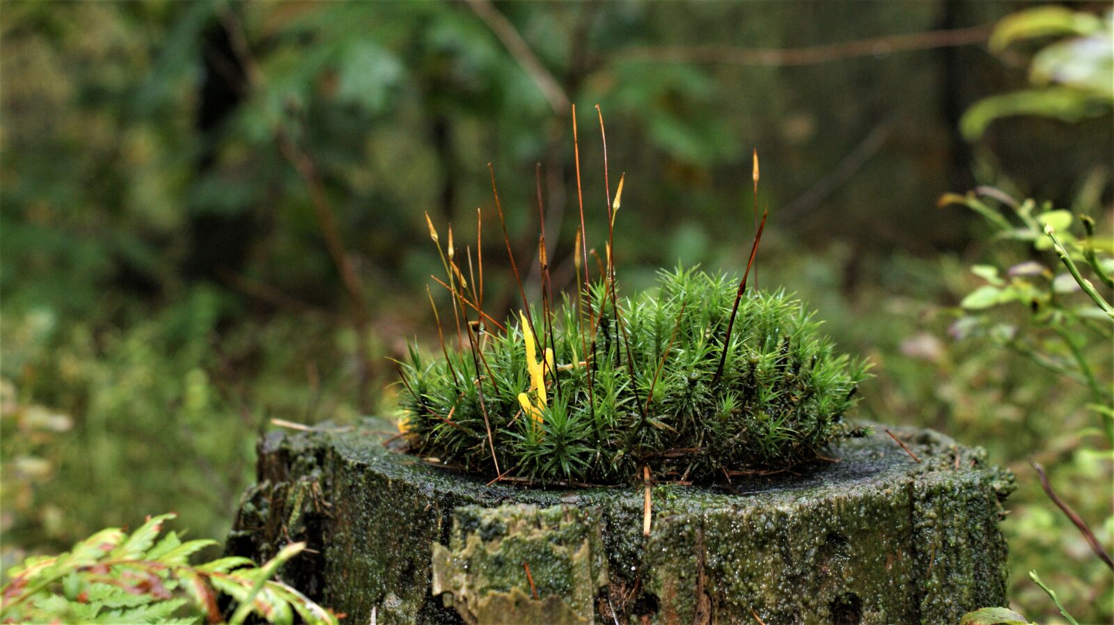 Sony Alpha DSLR-A350 sample photo. Moss, forest, tree stump photography