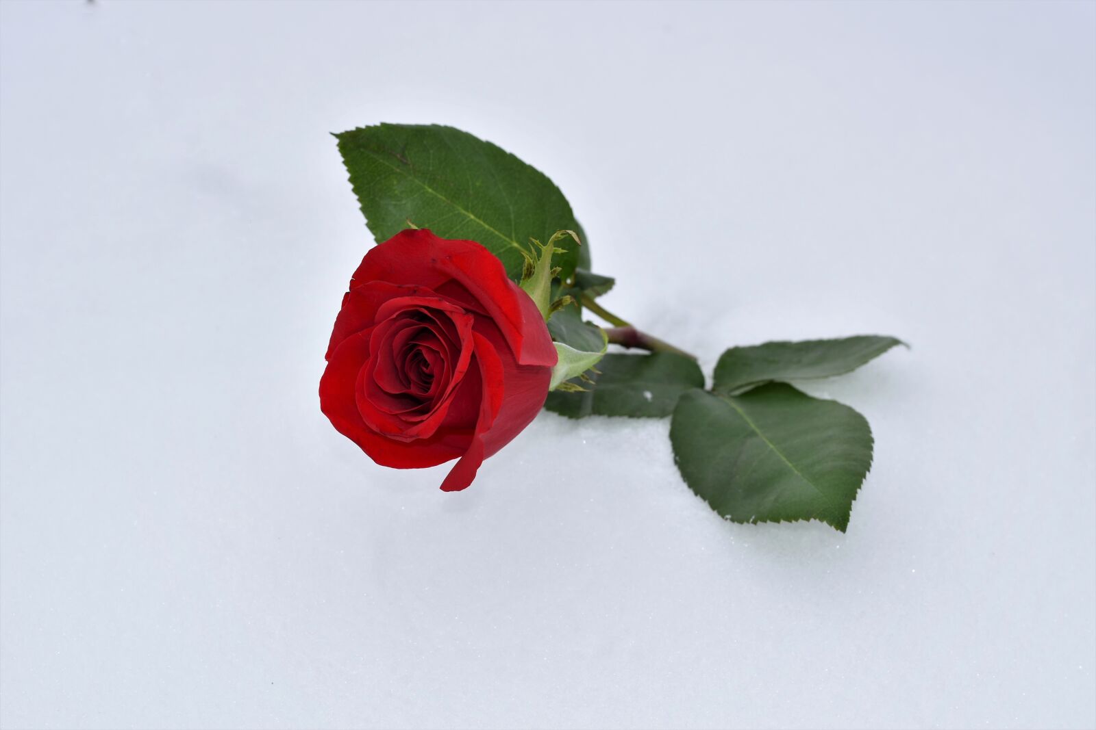 Nikon D5600 sample photo. Red rose in snow photography