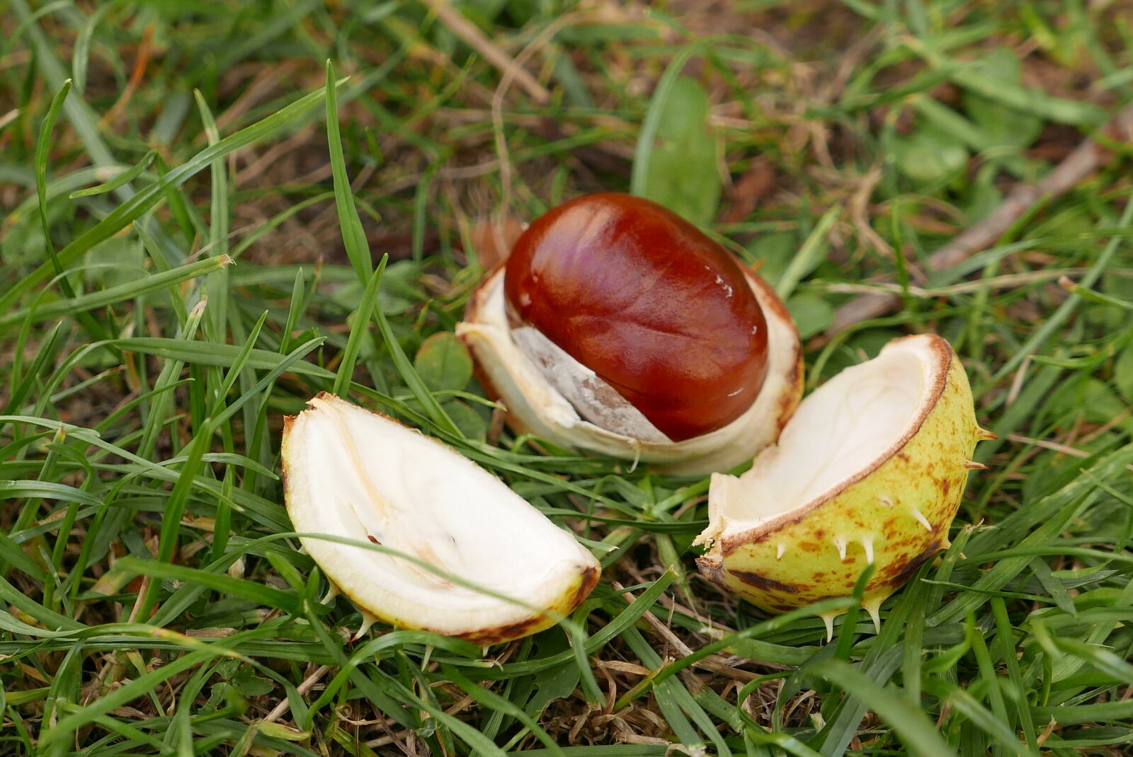 Panasonic Lumix DMC-LX100 sample photo. Chestnut, autumn, mature photography