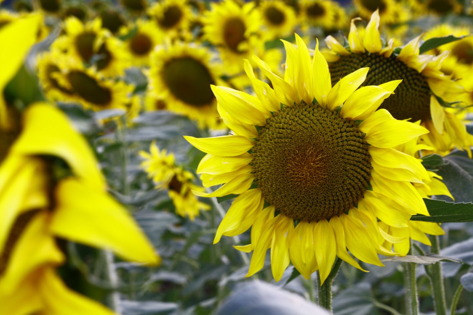 Canon EOS 1000D (EOS Digital Rebel XS / EOS Kiss F) sample photo. Sunflowers, sunflower field, blossom photography