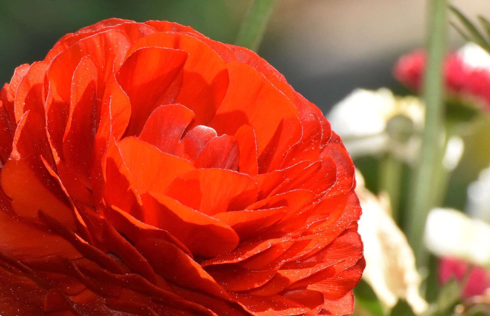 Nikon D7200 sample photo. Ranunculus, ranunculus flower, blossom photography