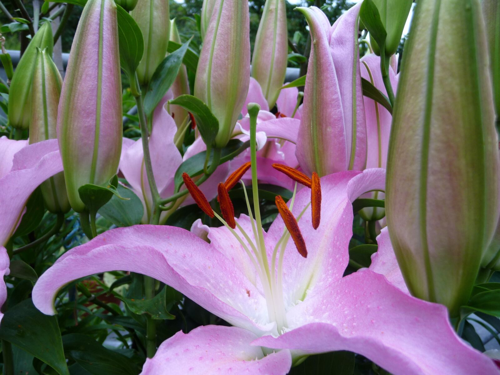 Panasonic Lumix DMC-TZ5 sample photo. Lilies, flowers, blossom photography