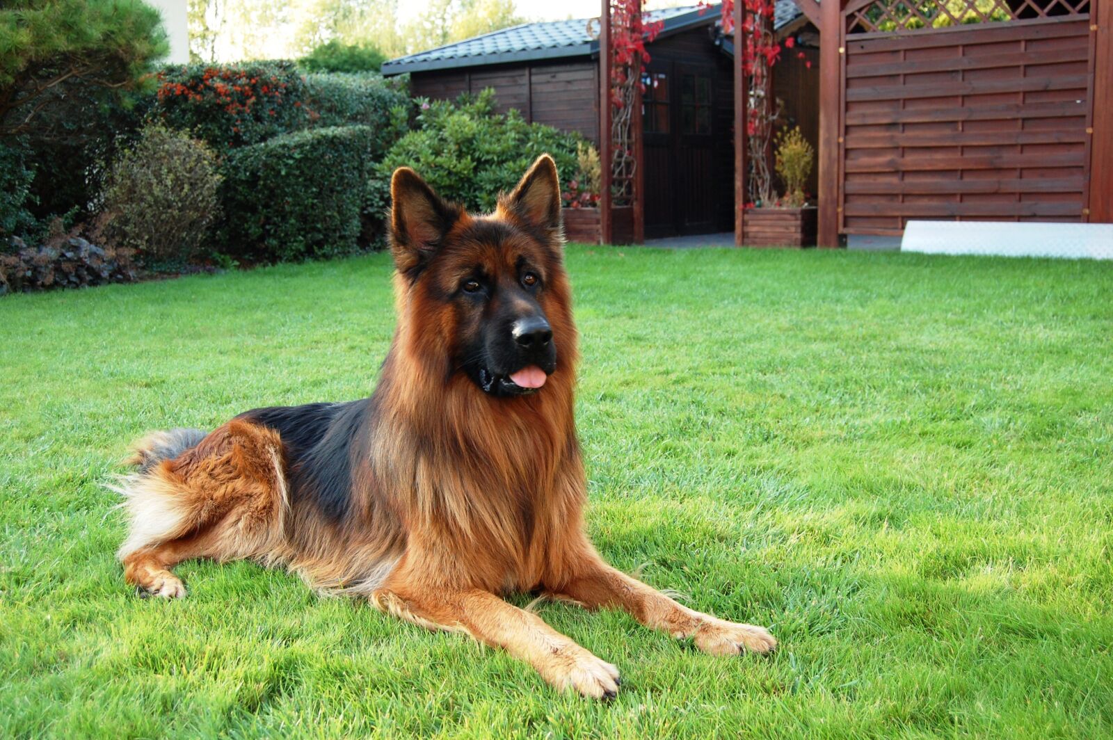 Nikon D40 sample photo. German shepherd, friend, dog photography