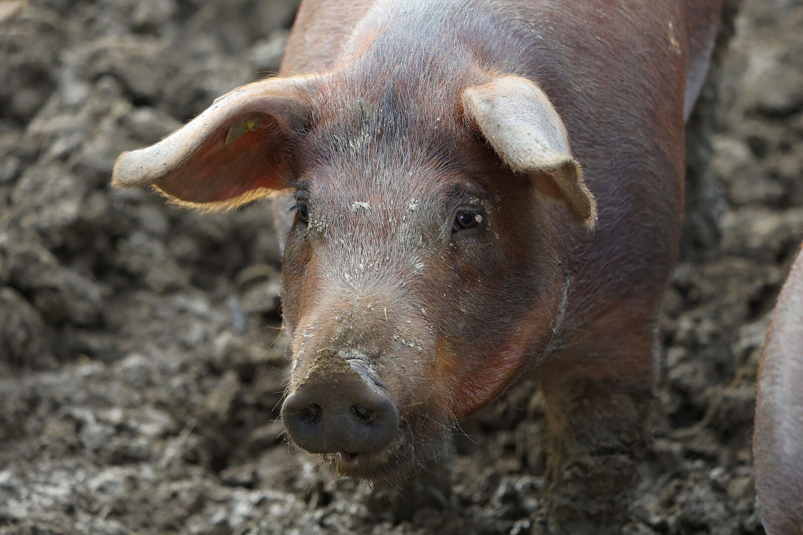 Canon EF 70-300 F4-5.6 IS II USM sample photo. Pig, piglet, farm photography