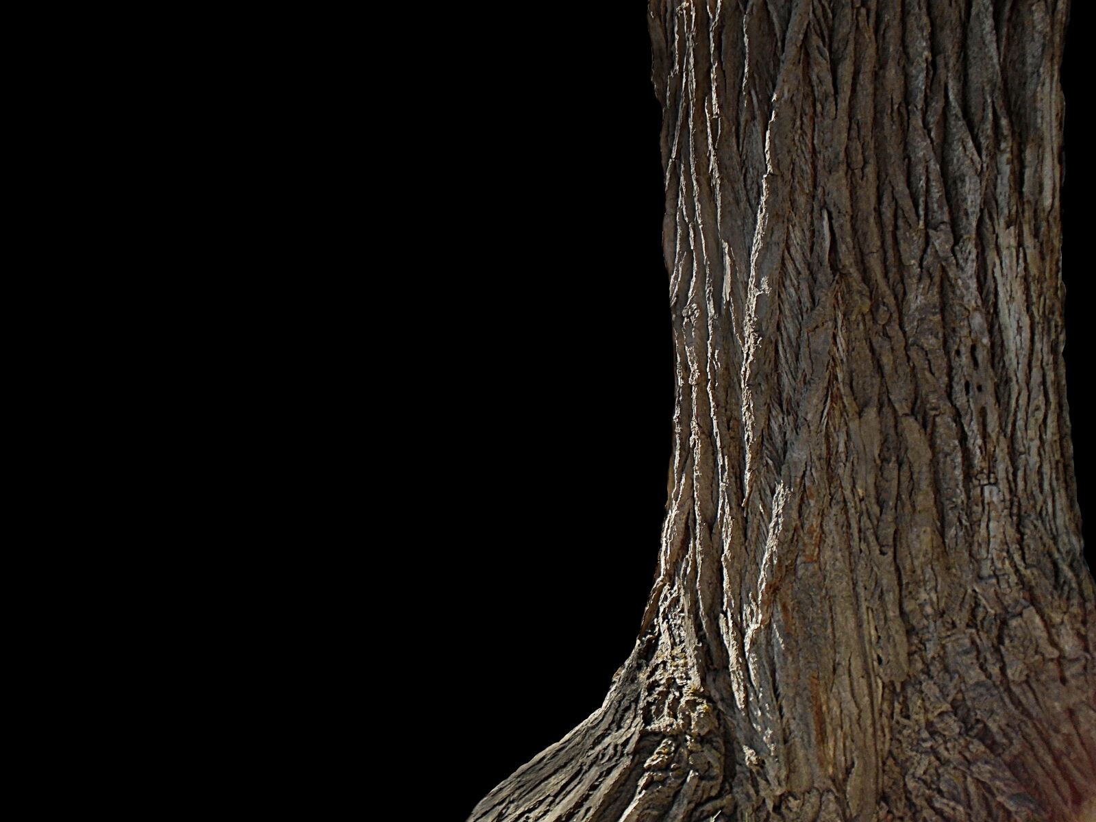 Sony Cyber-shot DSC-W800 sample photo. Tree, nature, wood photography