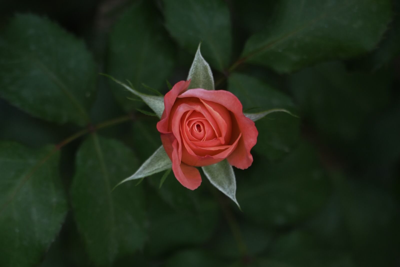 Panasonic Lumix DMC-FZ1000 sample photo. Rose, garden, flower photography