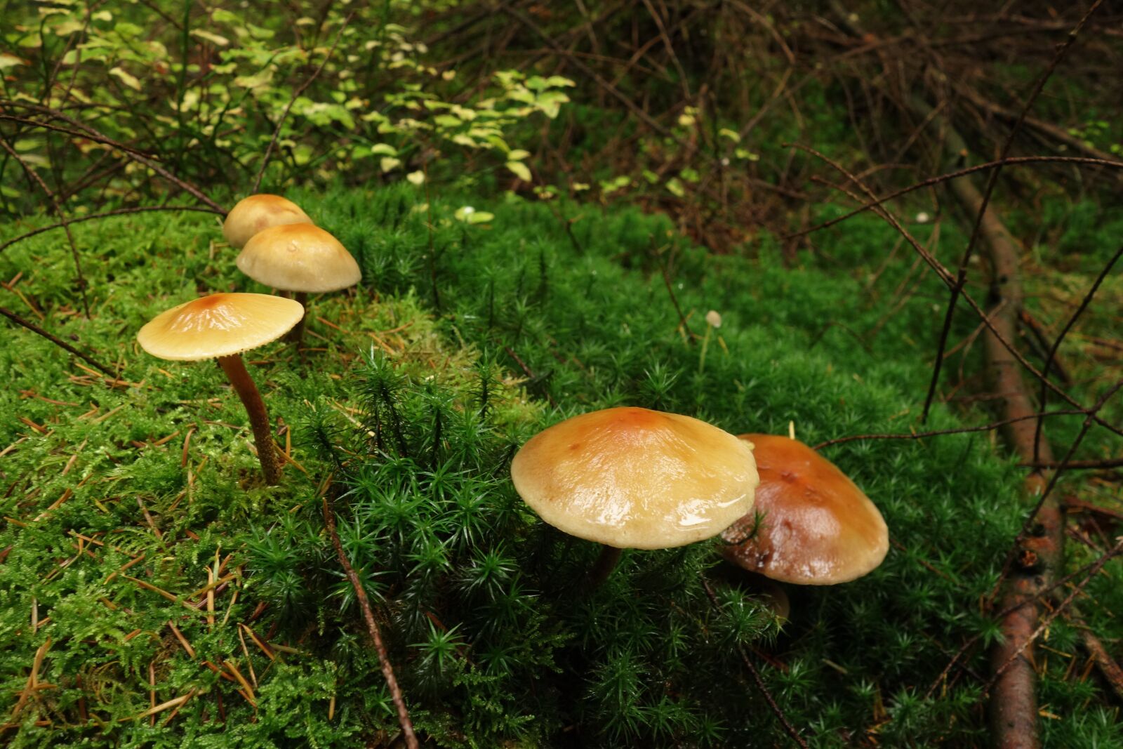 Sony Cyber-shot DSC-RX100 sample photo. Mushrooms, forest, moss photography