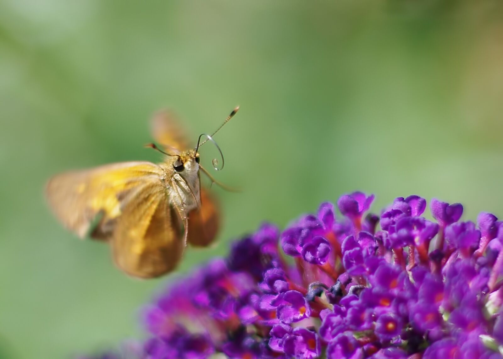 Pentax K-7 sample photo. Butterfly, insect, wing photography