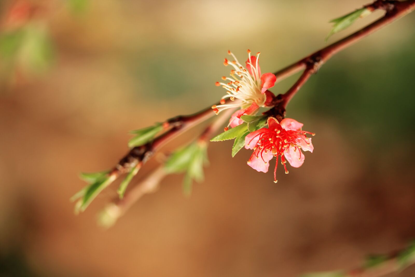Canon EOS 40D sample photo. Flower, branch, spring photography