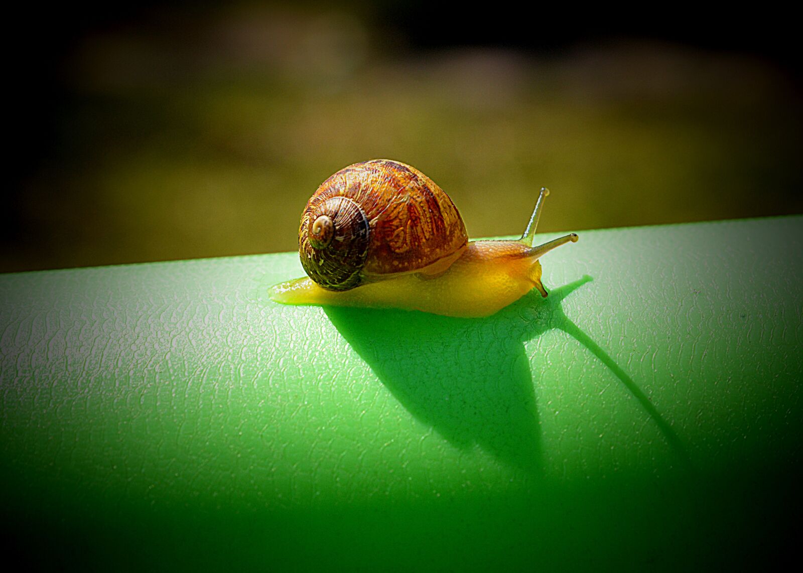 Nikon D7000 sample photo. Snail, slow, nature photography