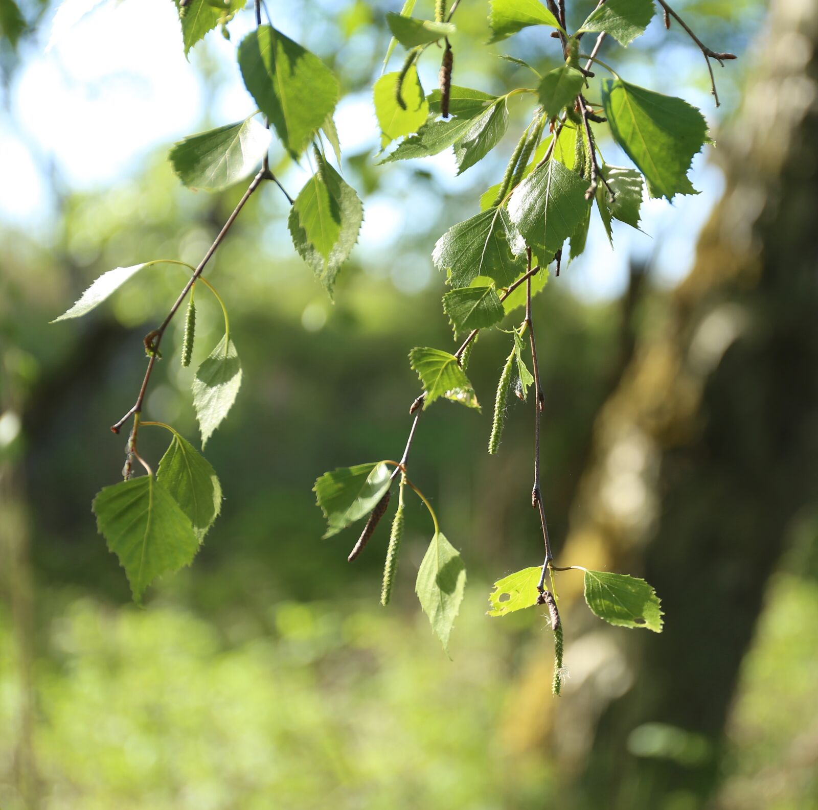 Canon EF 24-70mm F4L IS USM sample photo. Birch, leaf, tree photography