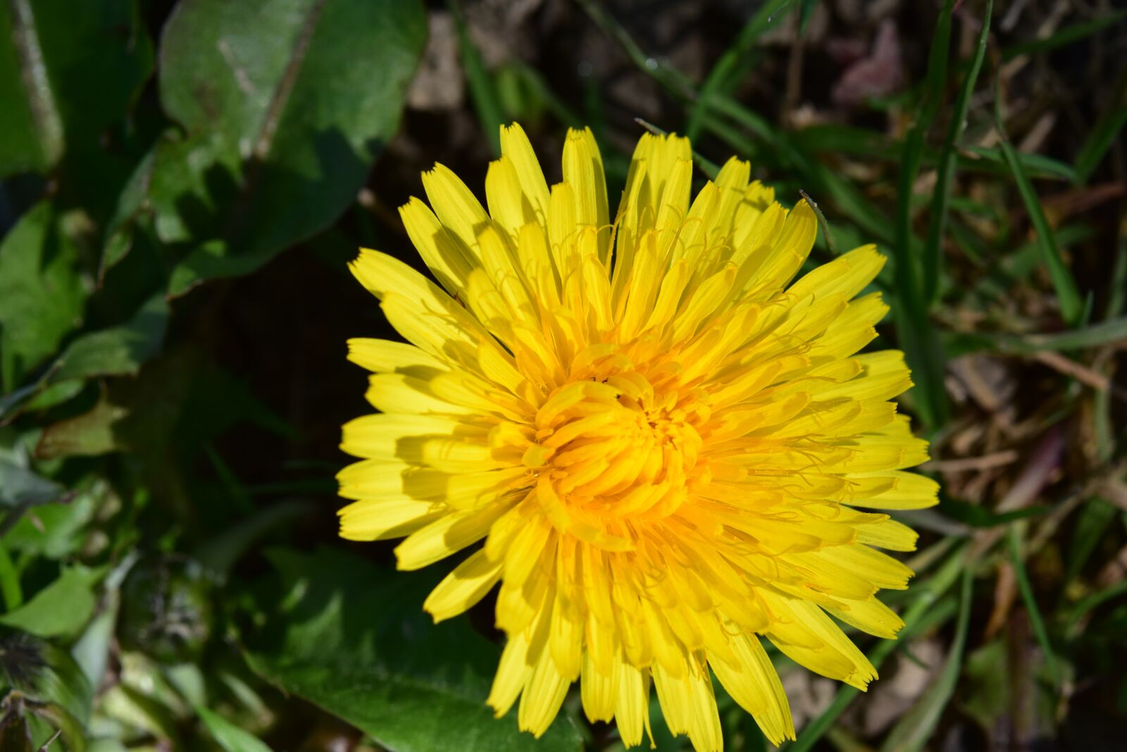 Nikon D5600 sample photo. Flower, dandelion, yellow flower photography