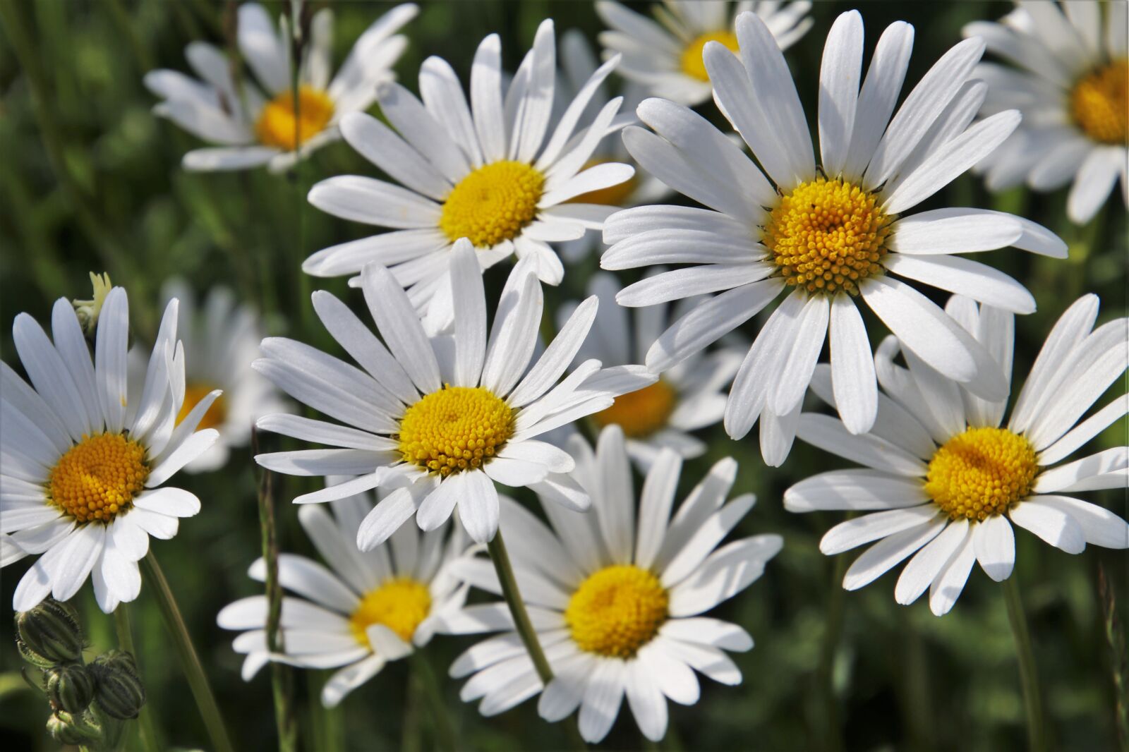 Canon EOS 80D sample photo. The smell of, flourishing photography