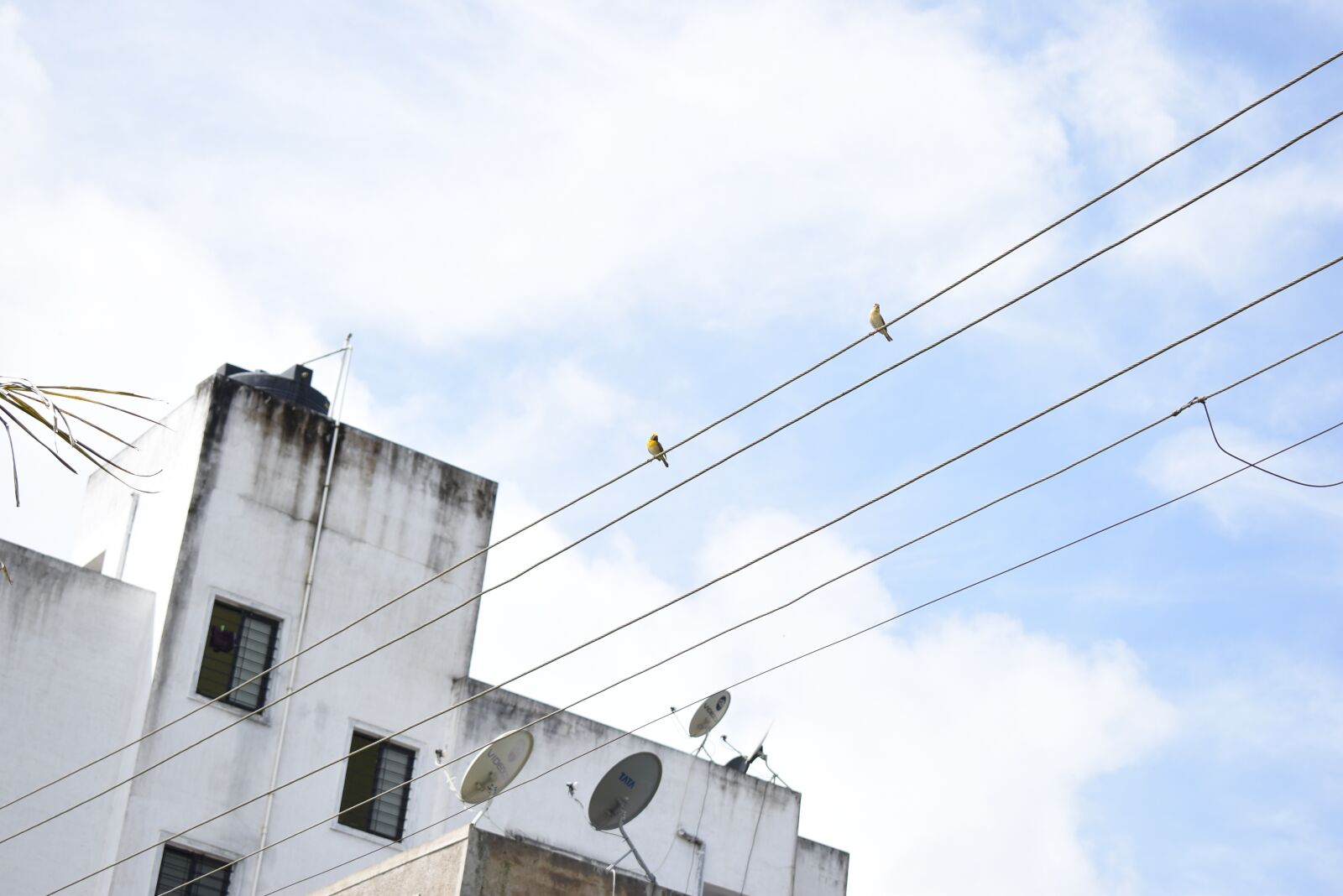 Nikon D5600 sample photo. Sky, bird, clouds photography