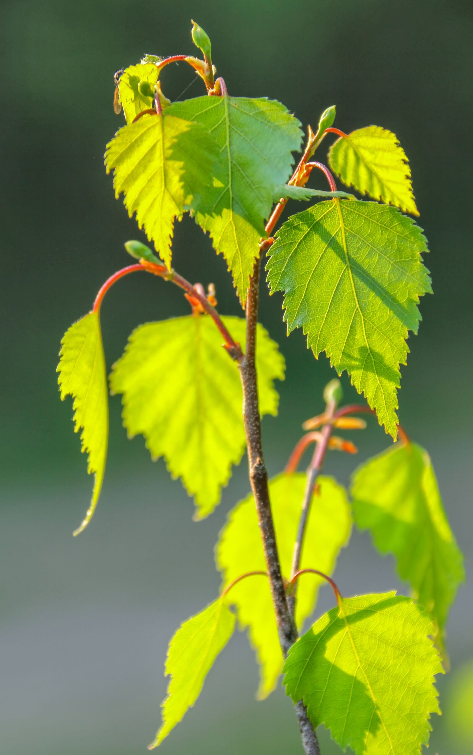 Canon EOS 60D sample photo. Leaf, nature, plant photography