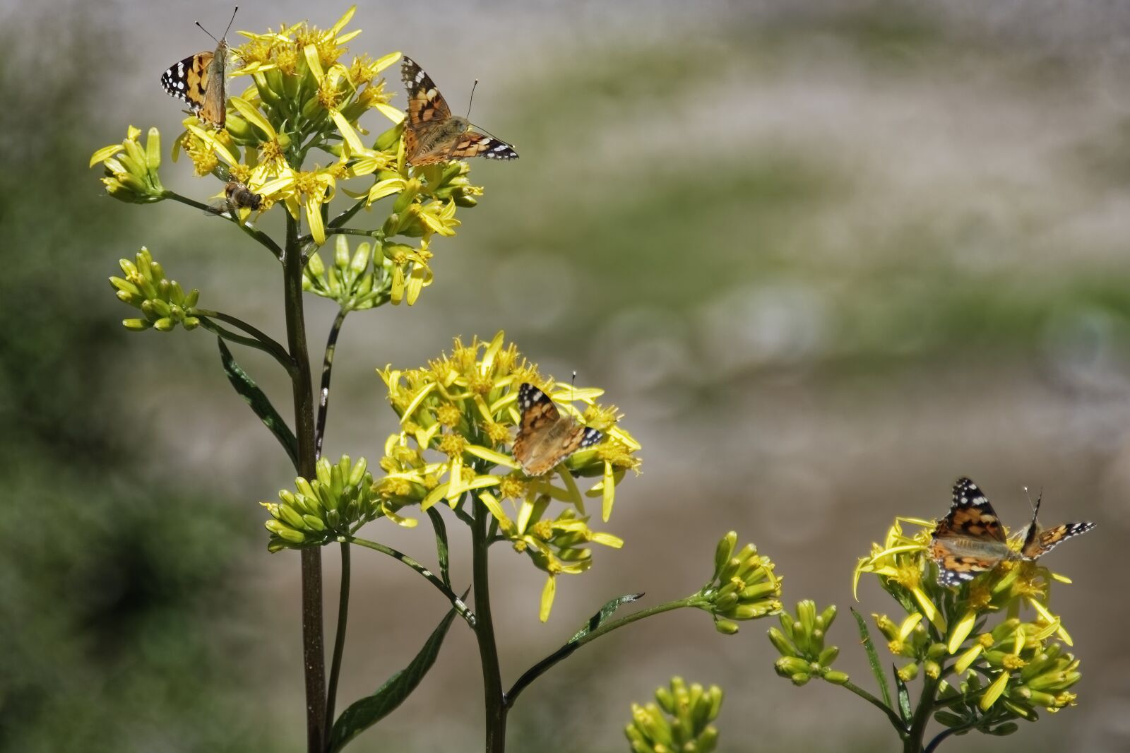 Nikon D500 sample photo. Butterflies, colorful, flowers photography