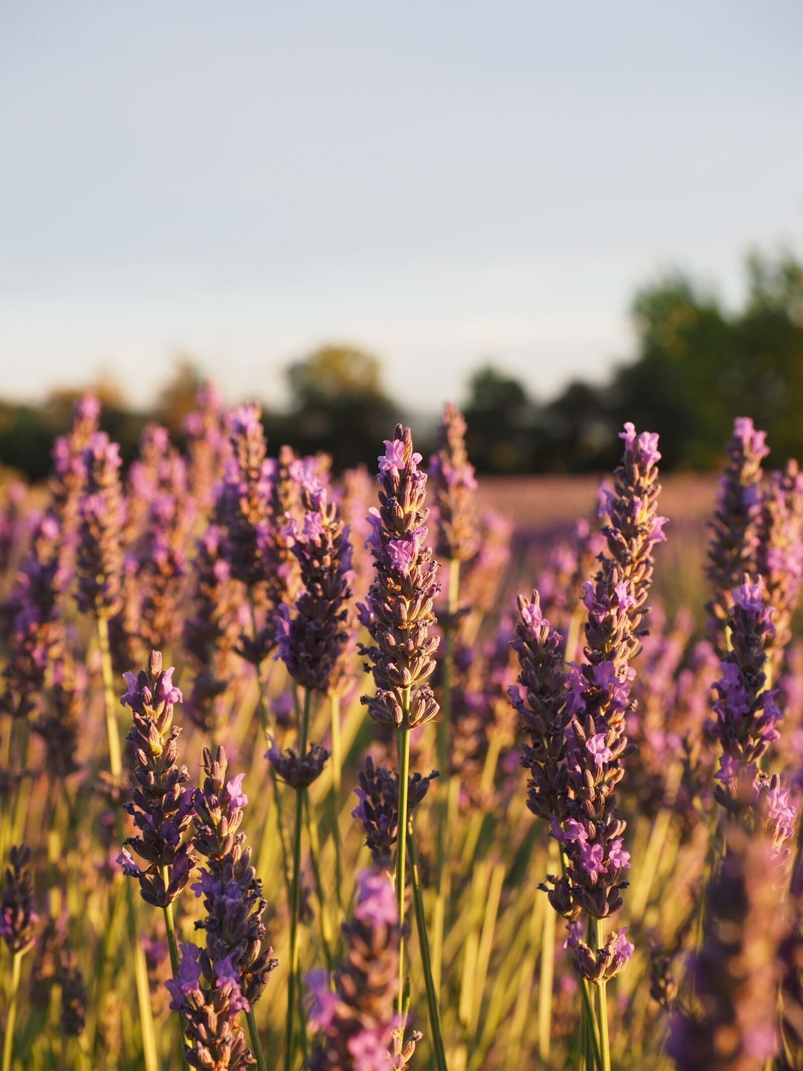Olympus OM-D E-M1 + Olympus M.Zuiko Digital ED 12-40mm F2.8 Pro sample photo. Lavender field, lavender, evening photography