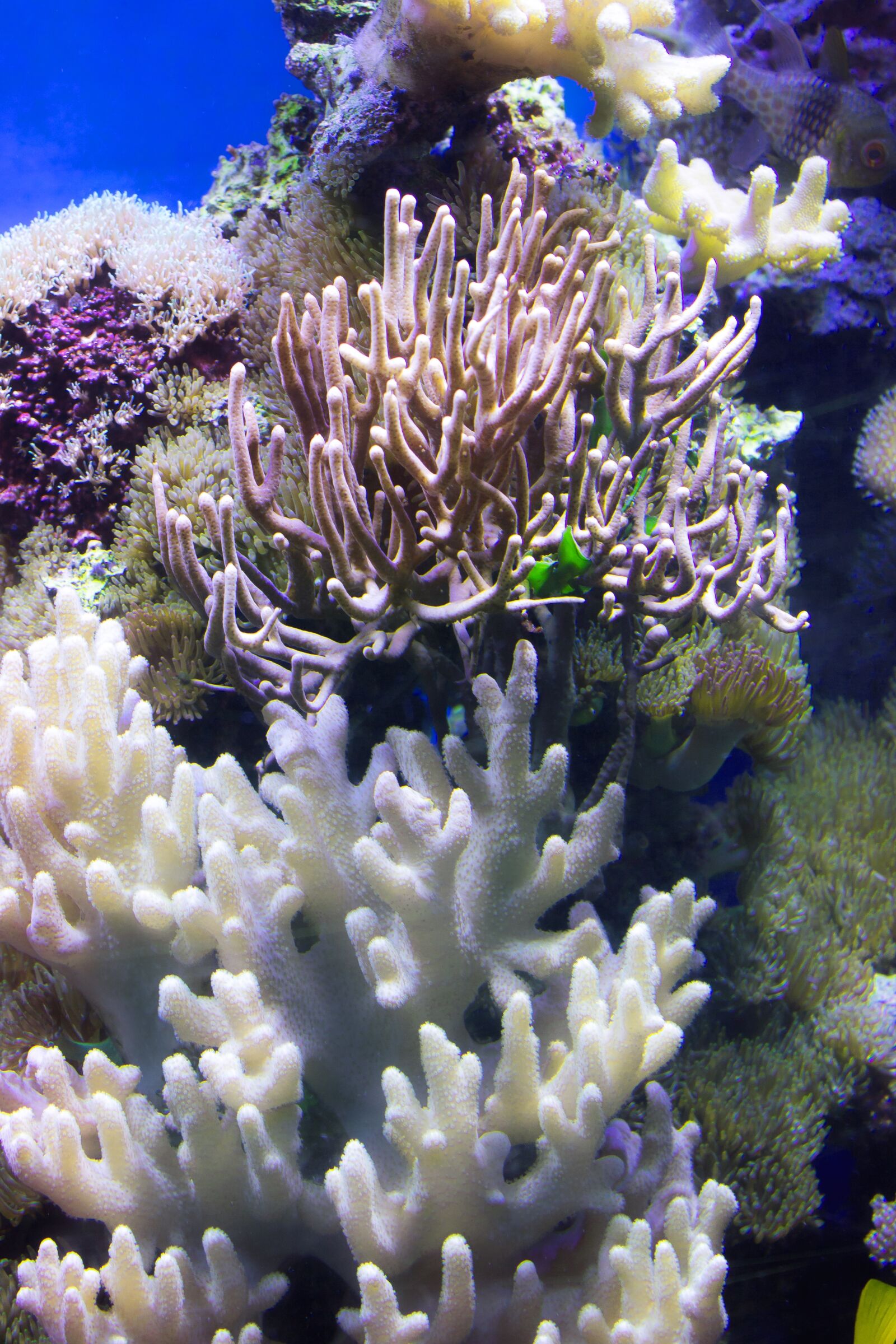 Canon EOS 1100D (EOS Rebel T3 / EOS Kiss X50) sample photo. Coral, water, color photography
