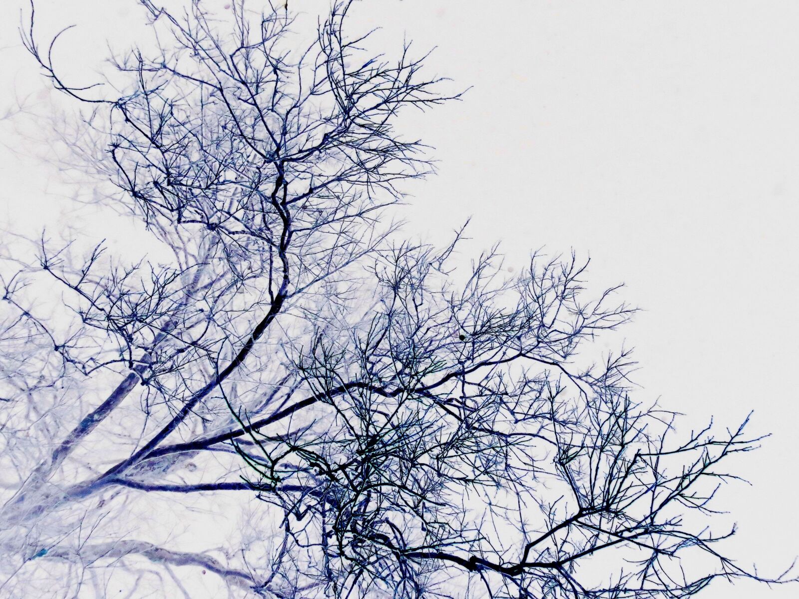 Canon PowerShot SX40 HS sample photo. Branches, twigs, background photography