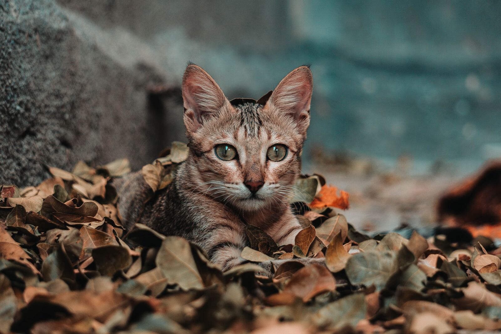 Sony E 55-210mm F4.5-6.3 OSS sample photo. Cat, beautiful, portrait photography