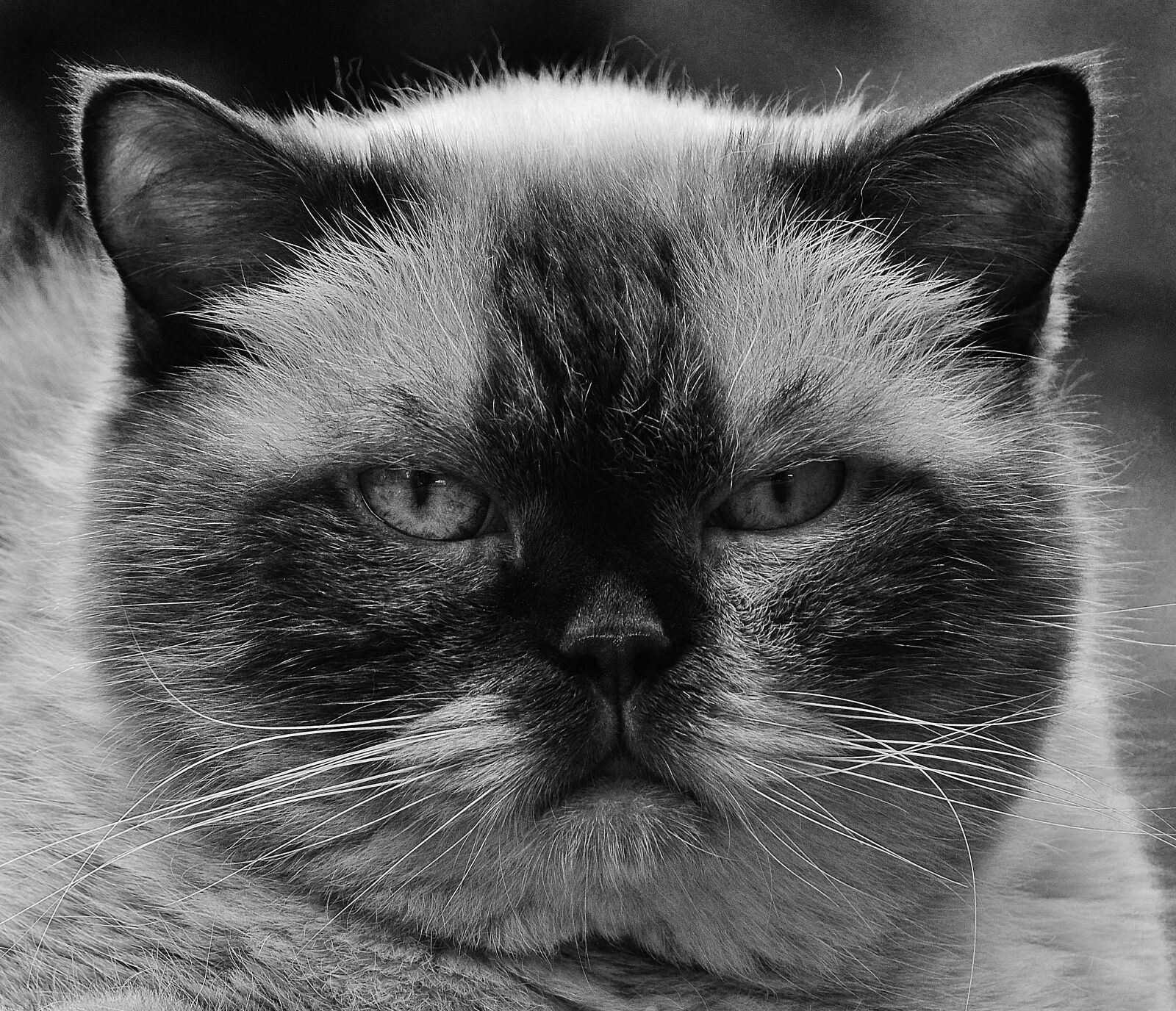 Nikon D3200 sample photo. Cat, british shorthair, black photography