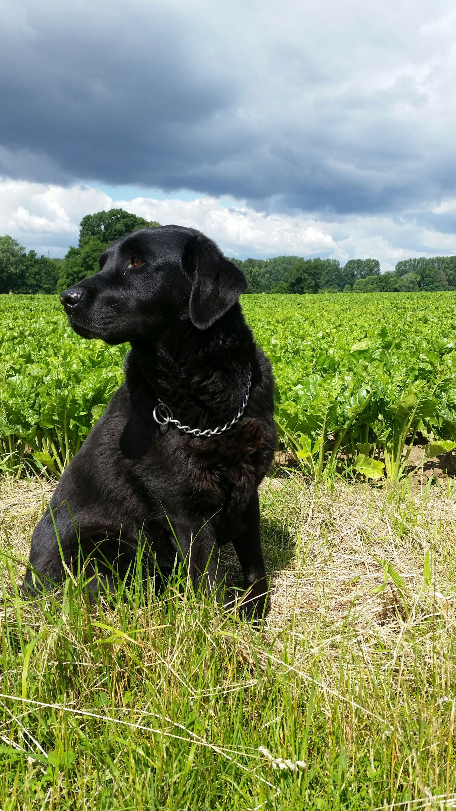 Samsung Galaxy S5 sample photo. Dog, field, summer photography
