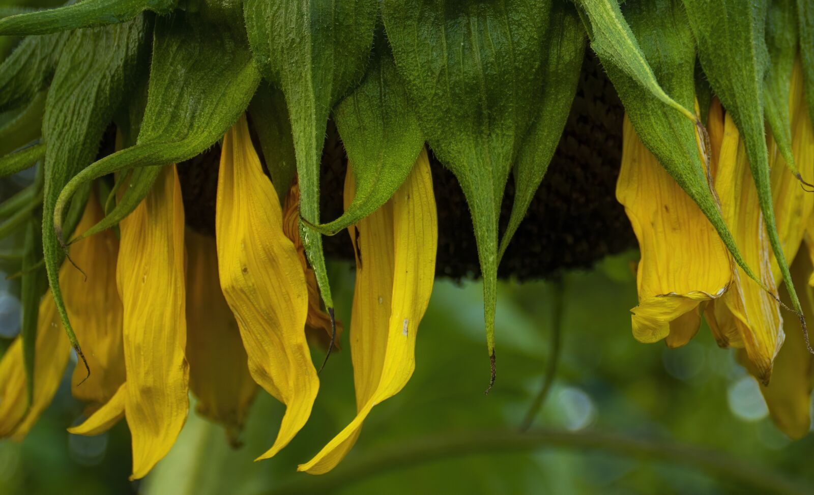 Nikon D7100 sample photo. Sunflower, late summer, natural photography