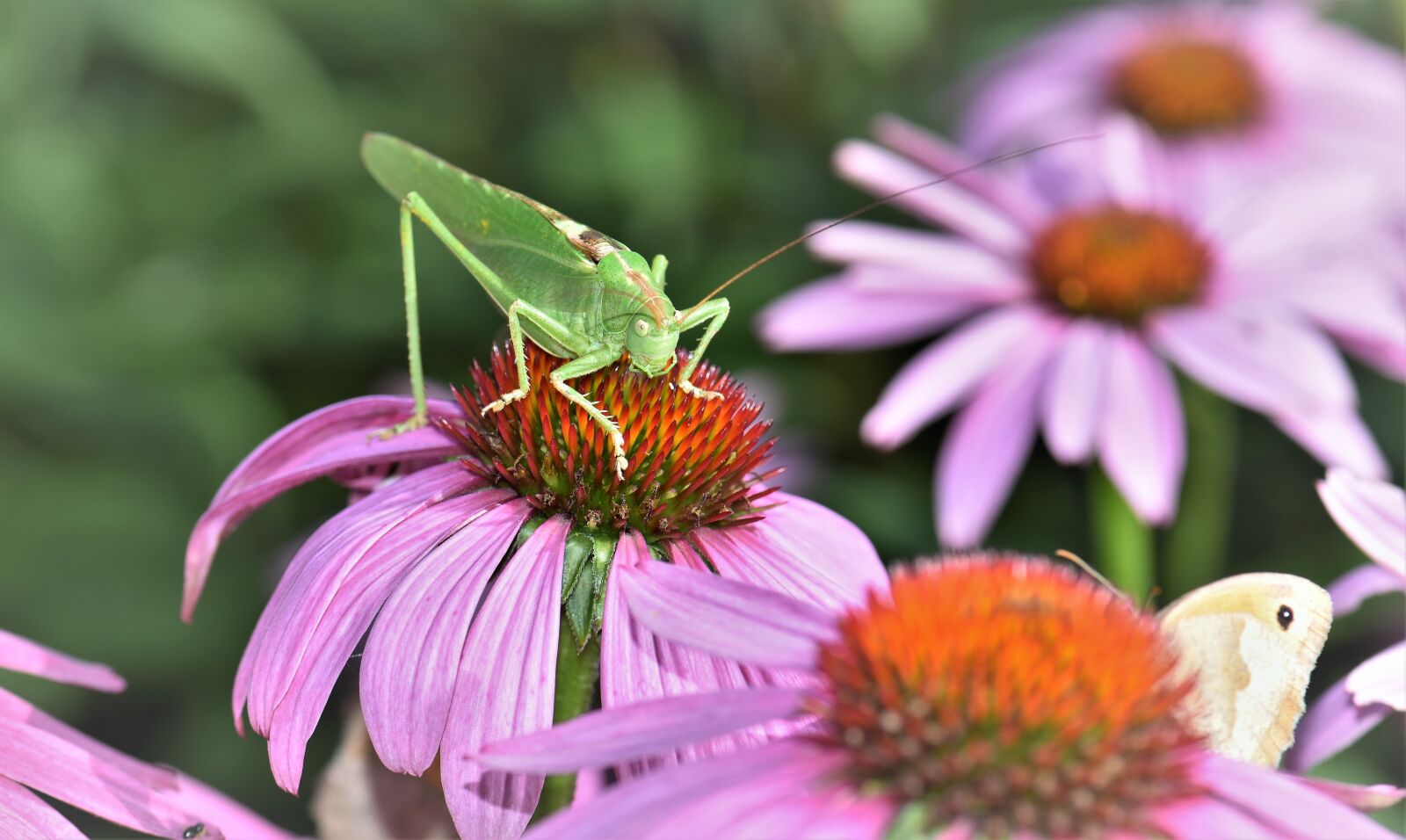 Nikon D5500 sample photo. Grasshopper, insect, animal photography
