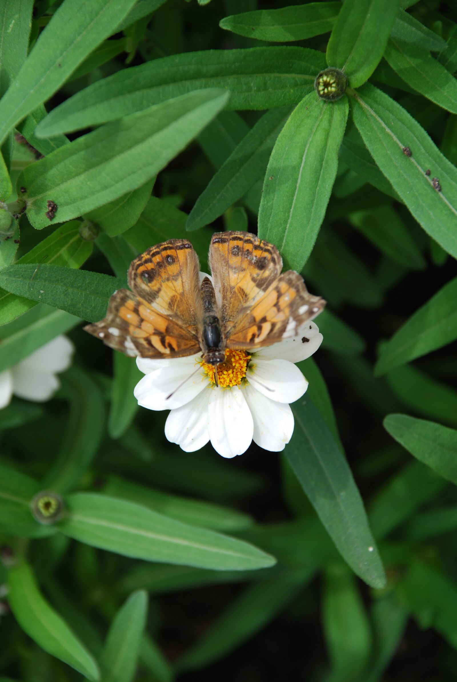 Nikon D80 sample photo. Butterfly, flower, pollination photography