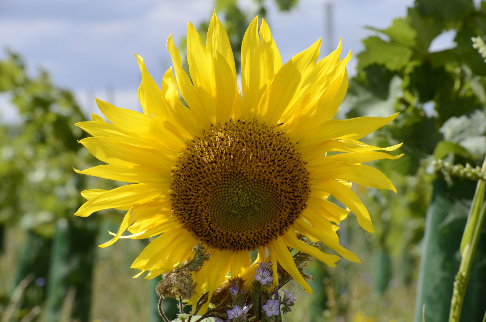 Nikon D5100 sample photo. Sunflower, blossom, bloom photography