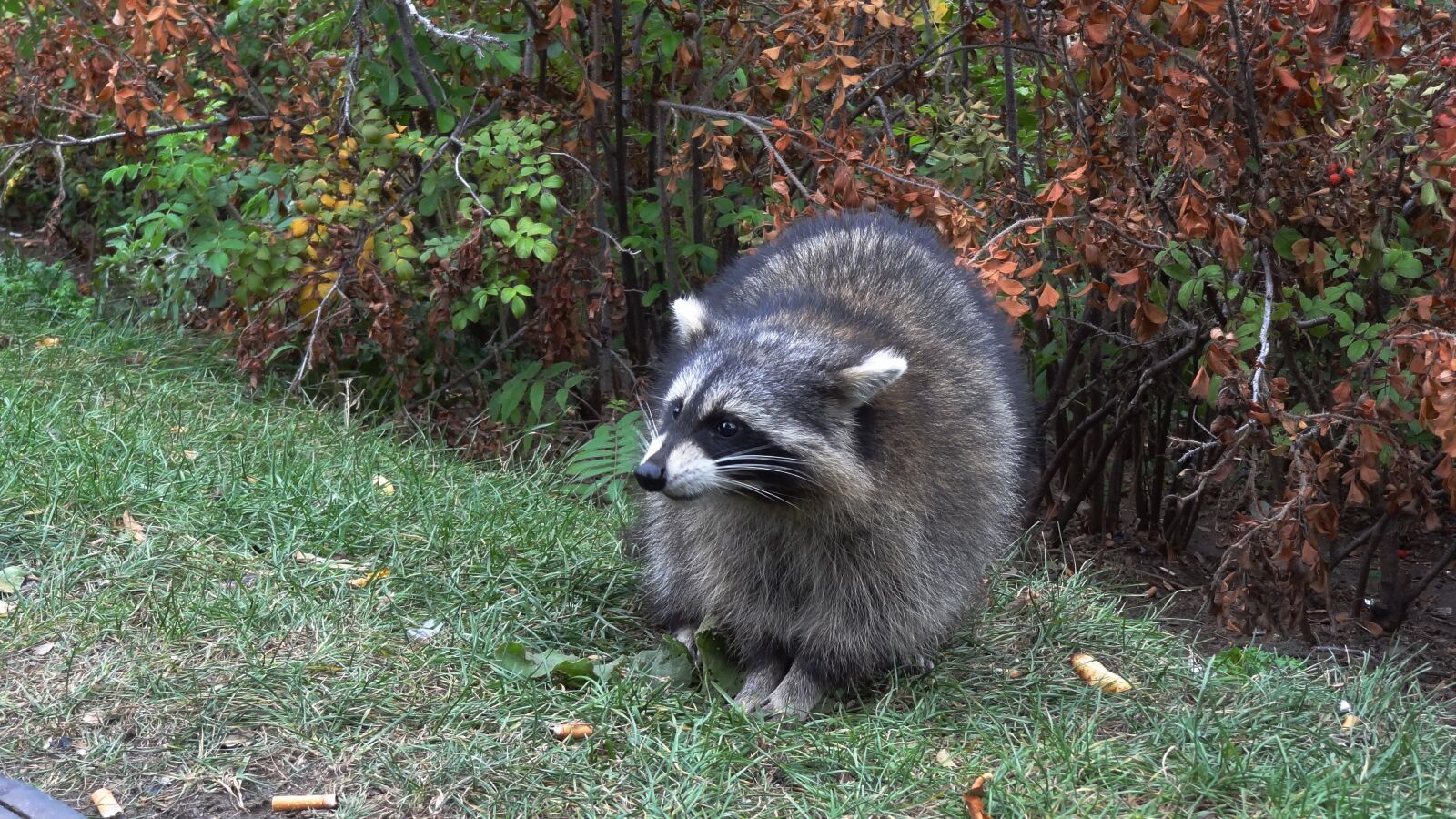 Sony Cyber-shot DSC-HX9V sample photo. Raccoon, wild, animals photography